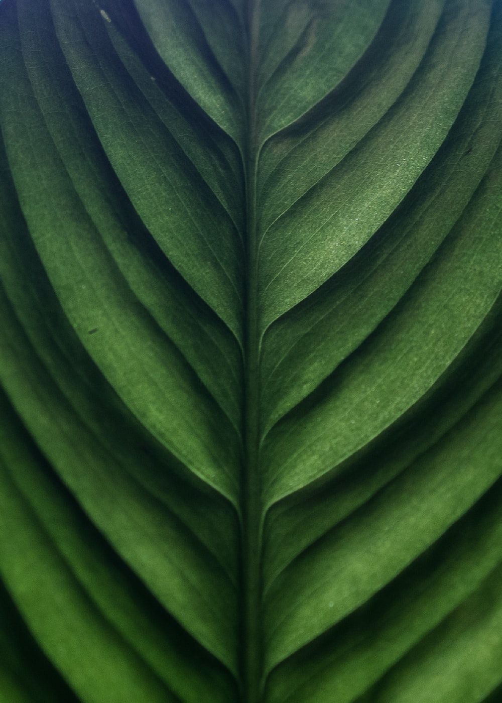 A close up of a green leaf - Leaves