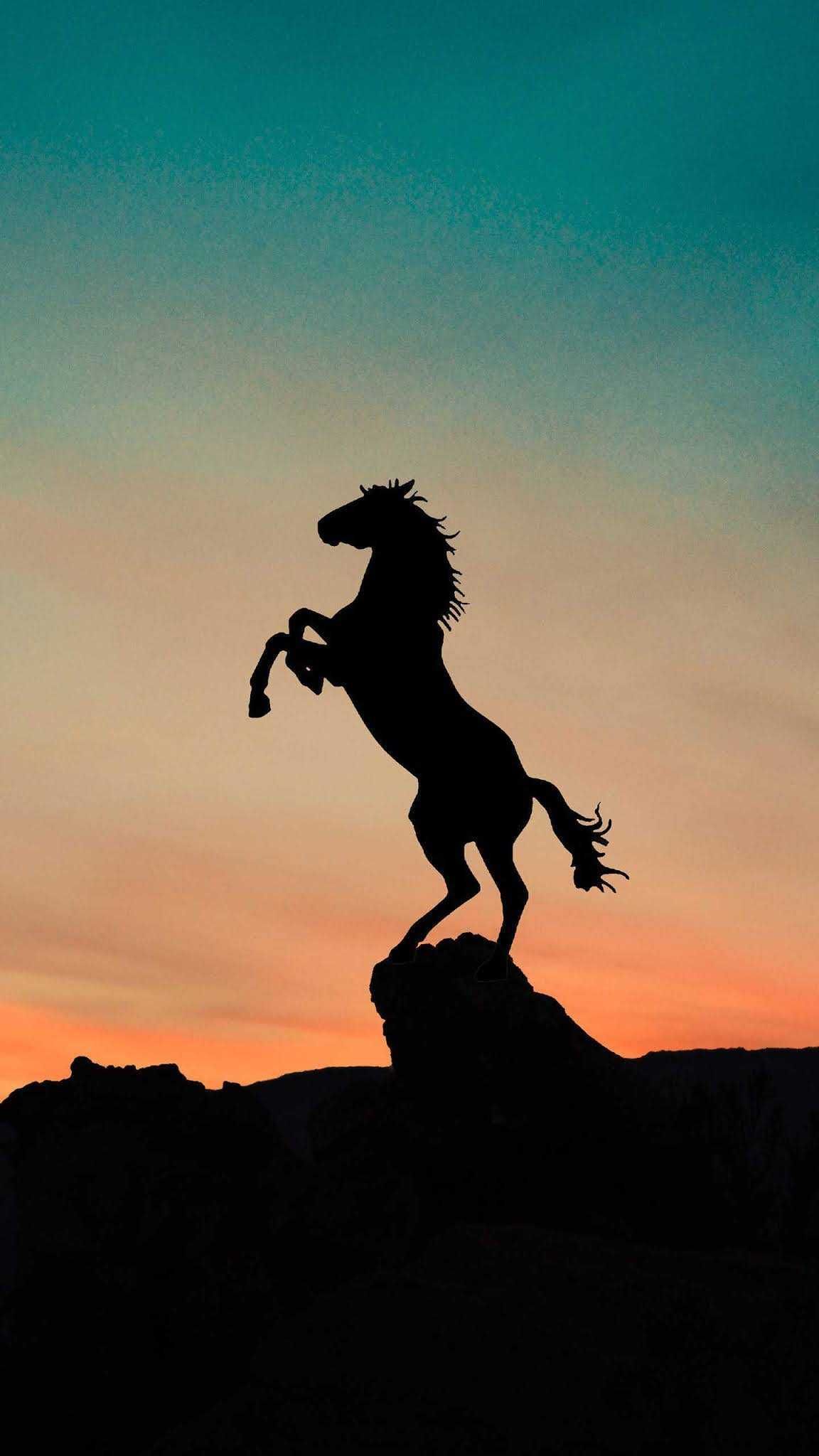 A silhouette of a horse rearing up on a hill at sunset - Horse