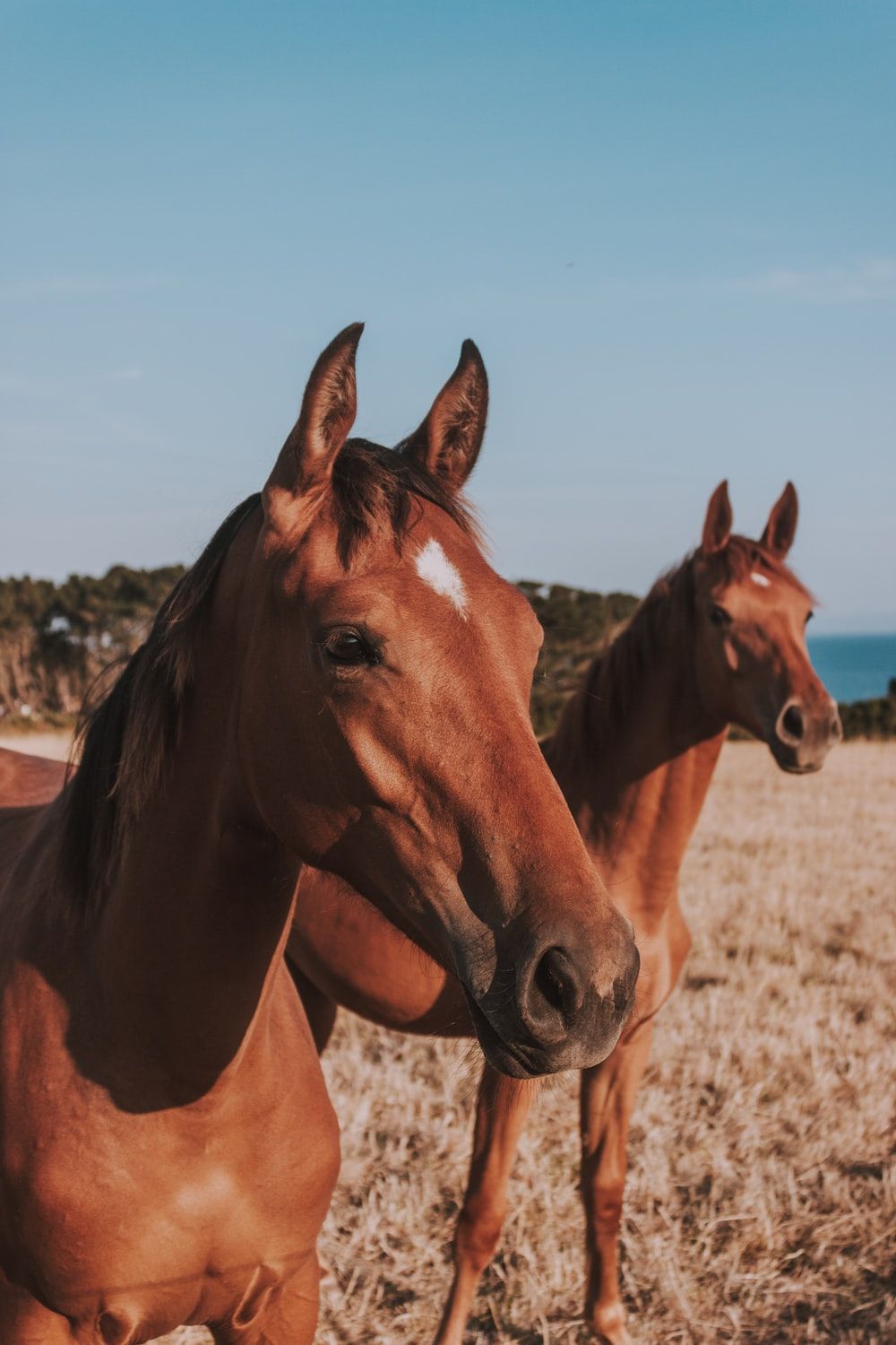 A couple of horses standing in the grass - Horse