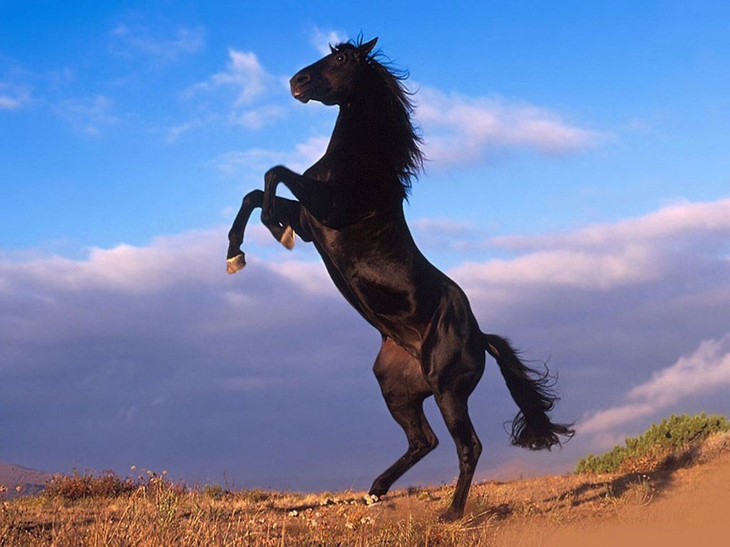 A black horse standing on its hind legs - Horse