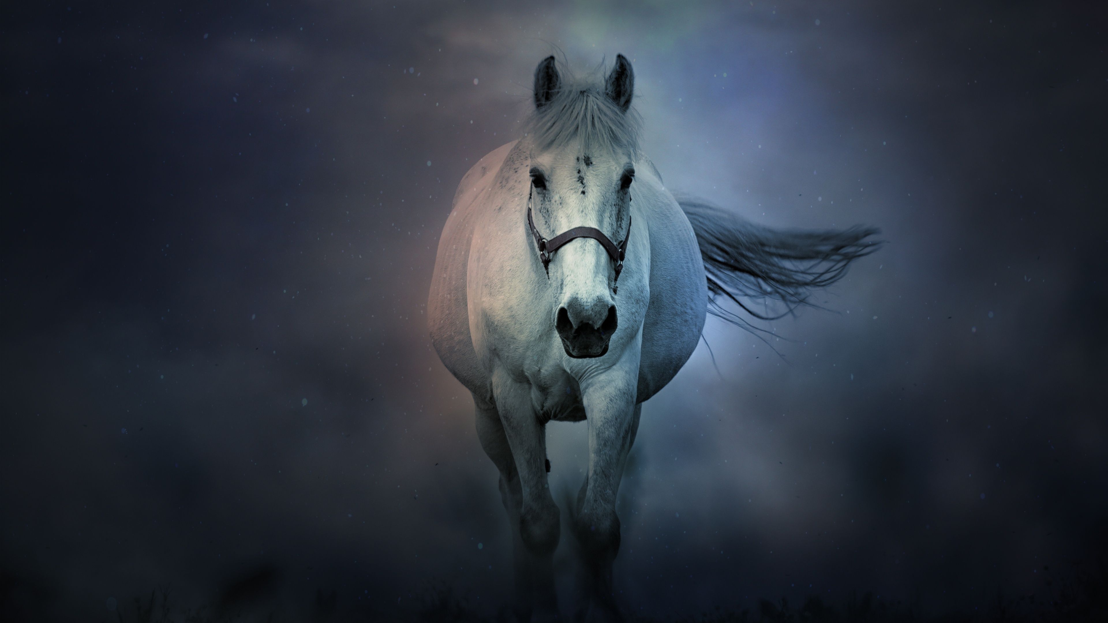 White horse Wallpaper 4K, Running Horse, Animals