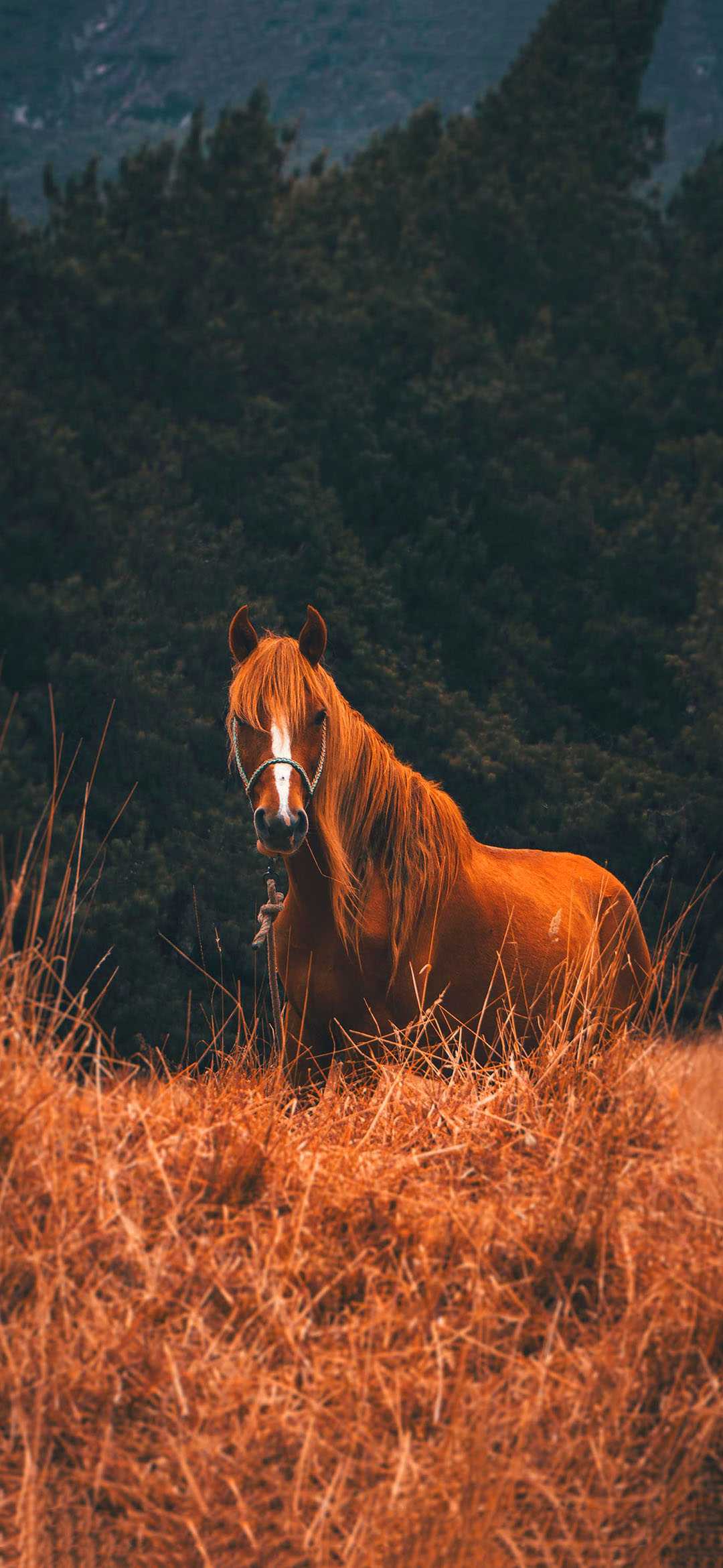 IPhone wallpaper of a horse standing in a field - Horse