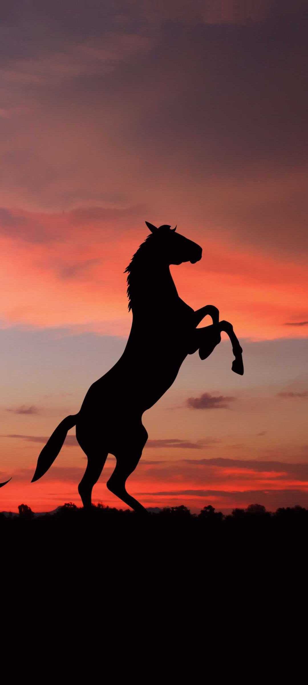 A silhouette of a horse rearing up against a sunset sky - Horse