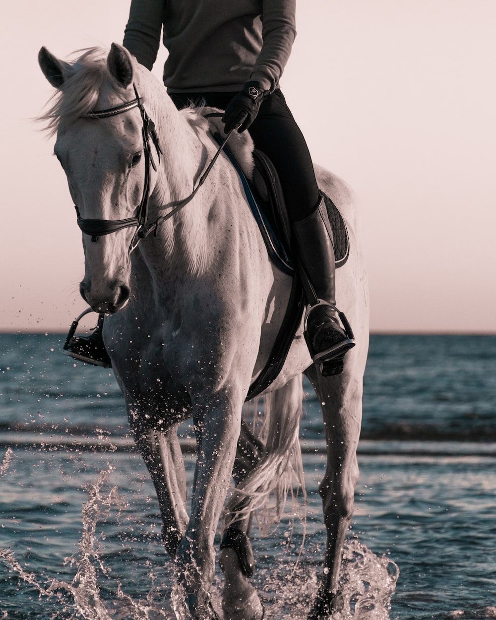 A woman in riding gear rides a white horse through the ocean. - Horse