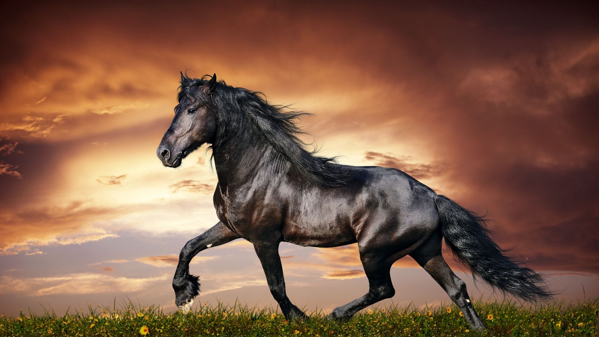 A horse running in the grass with clouds behind it - Horse