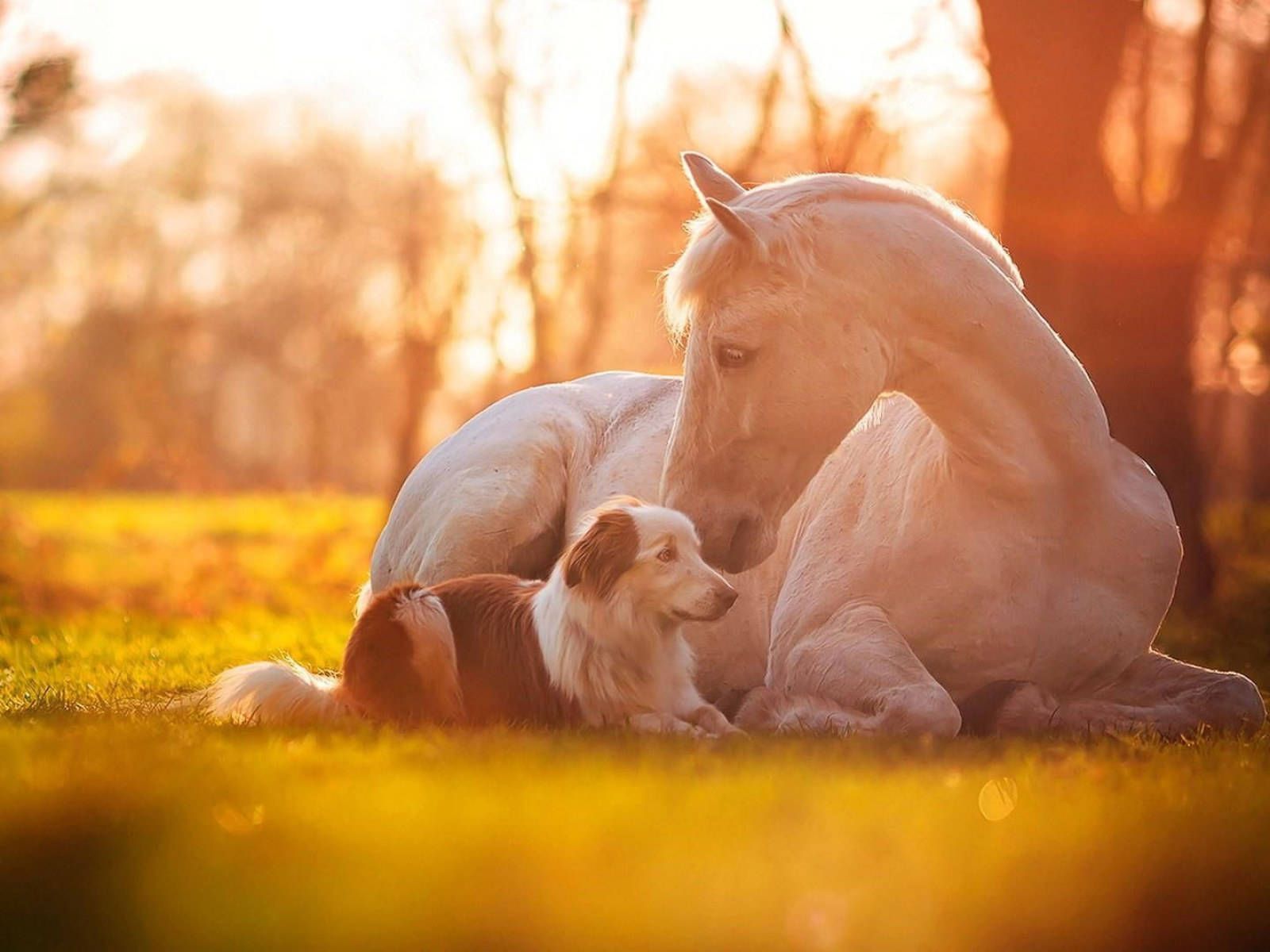 A dog and horse laying down in the grass - Horse