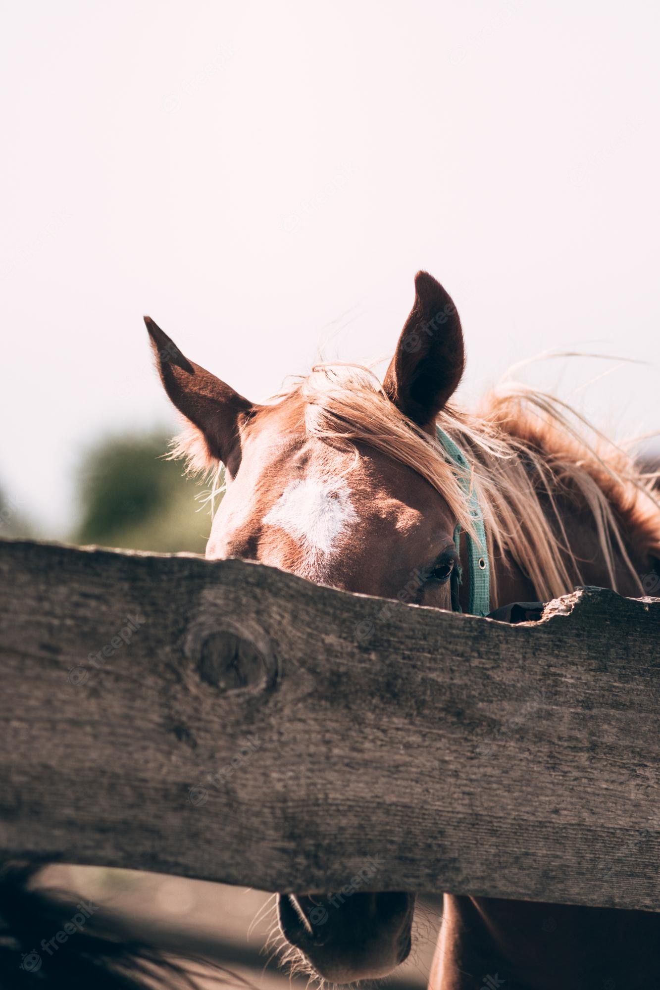 Premium Photo. Horse farm brown horse stands behind a wooden fence muzzle closeup