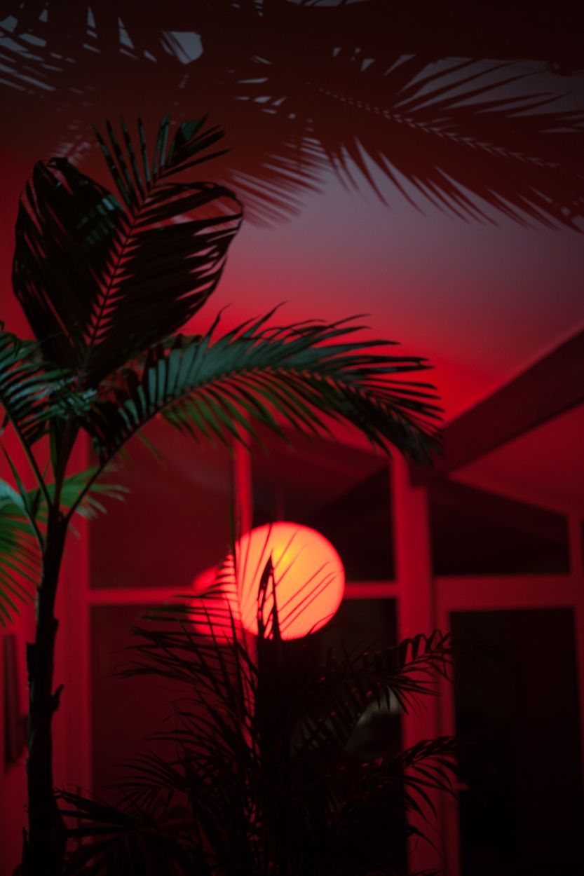 A plant is in front of some red light - Red, dark red, iPhone, iPhone red, light red, crimson