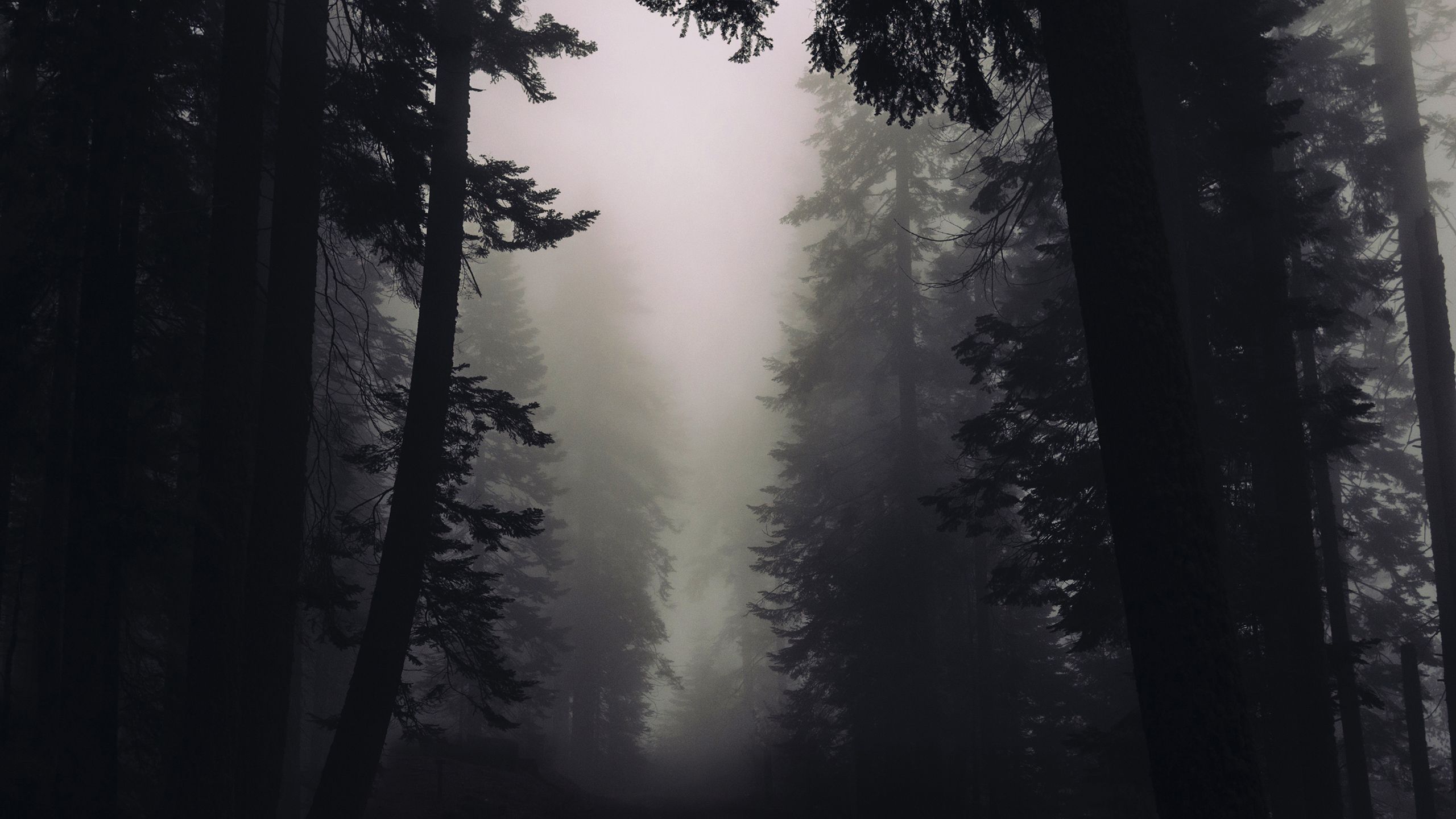 A dark forest with tall trees and fog - Gothic