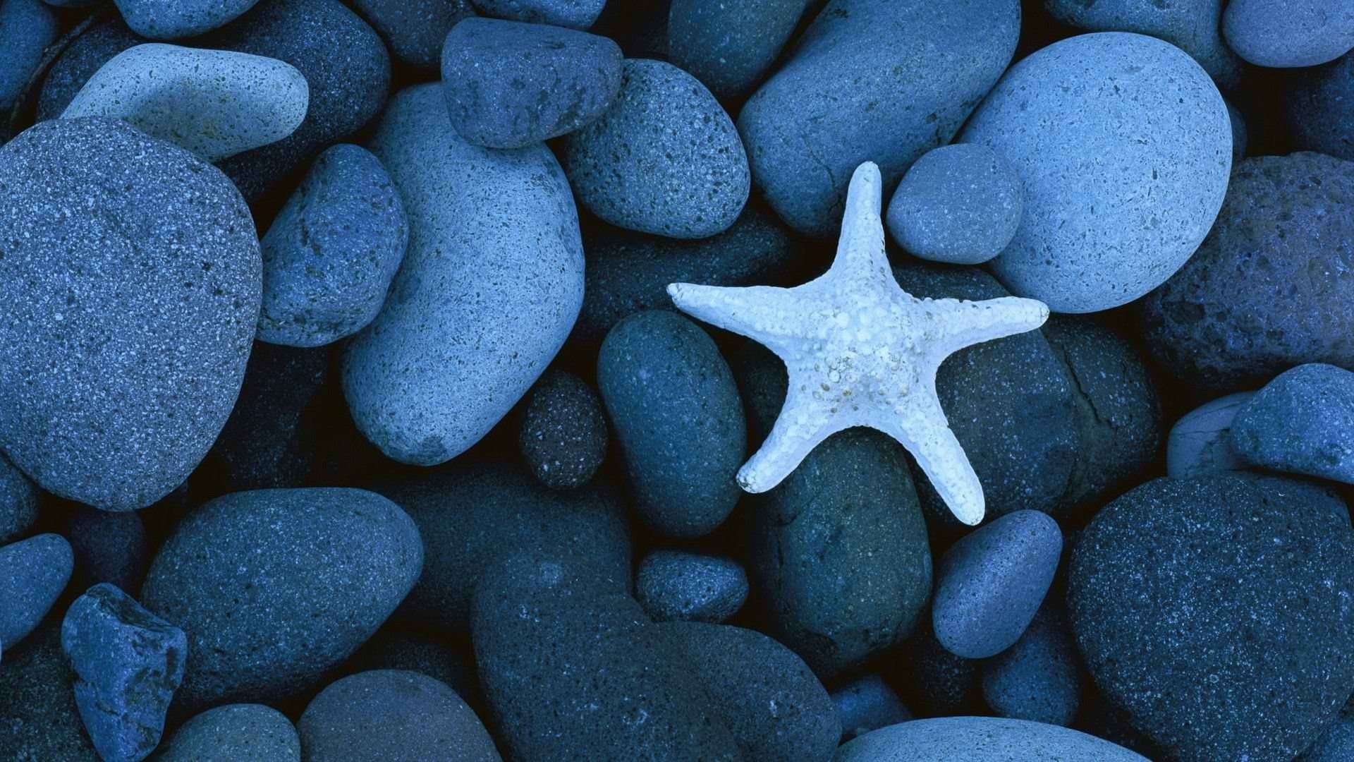 Starfish on the rocks wallpaper for desktop - Mexico