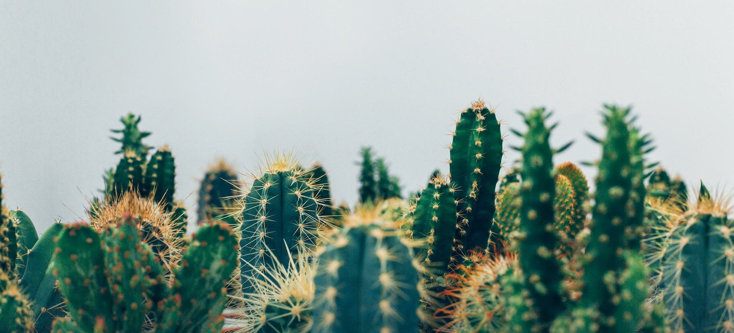 A group of cacti with a white background - Mexico