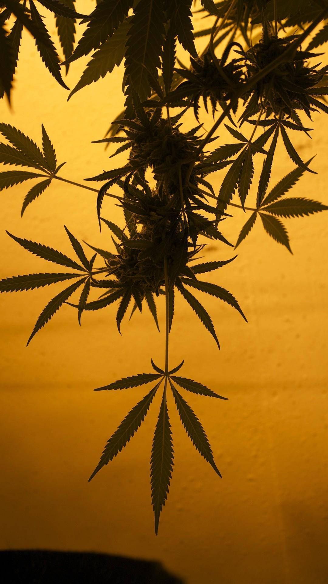 IPhone wallpaper with a cannabis plant against a yellow sky - Weed