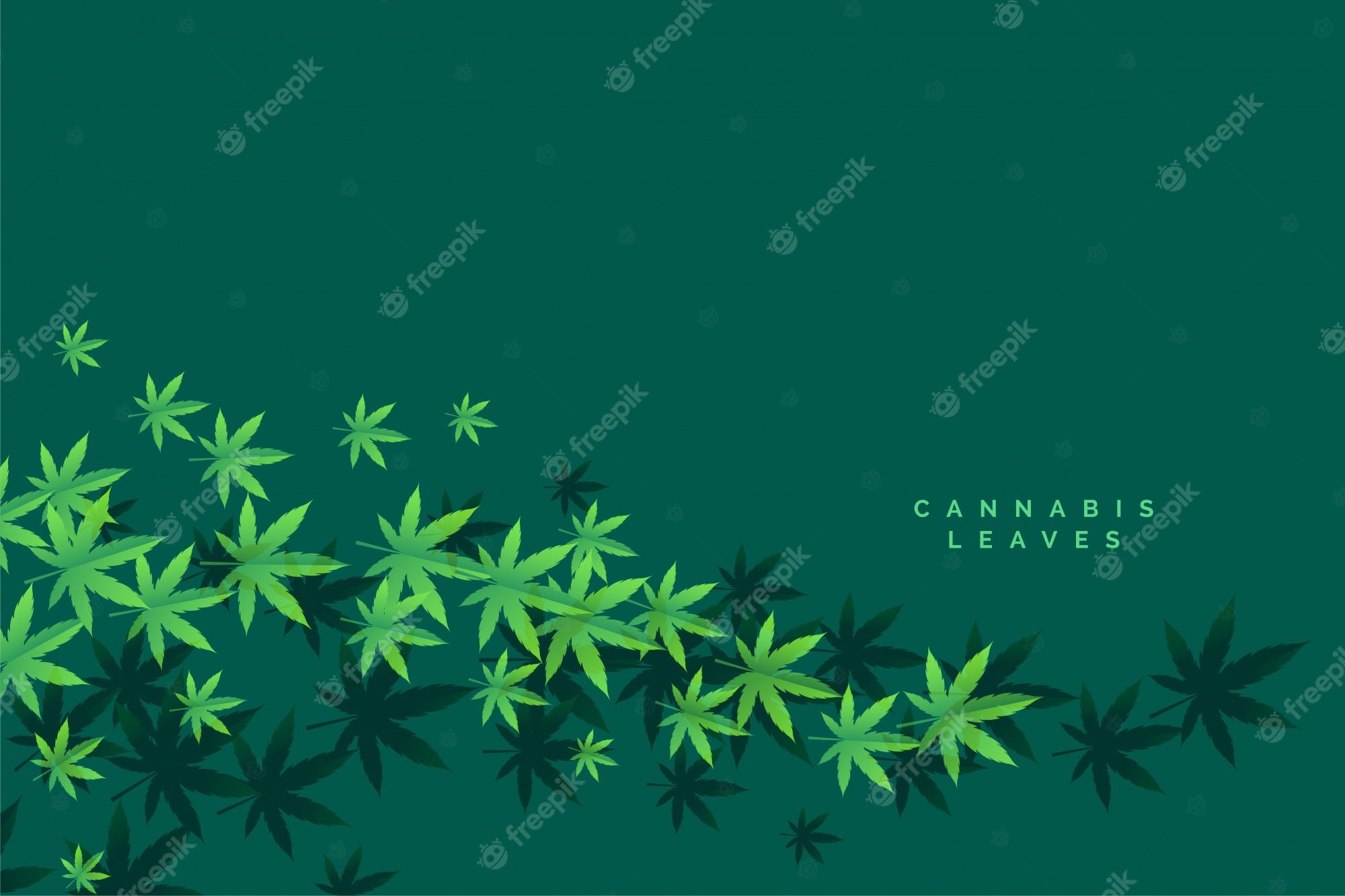 Green leaves on a dark background - Weed