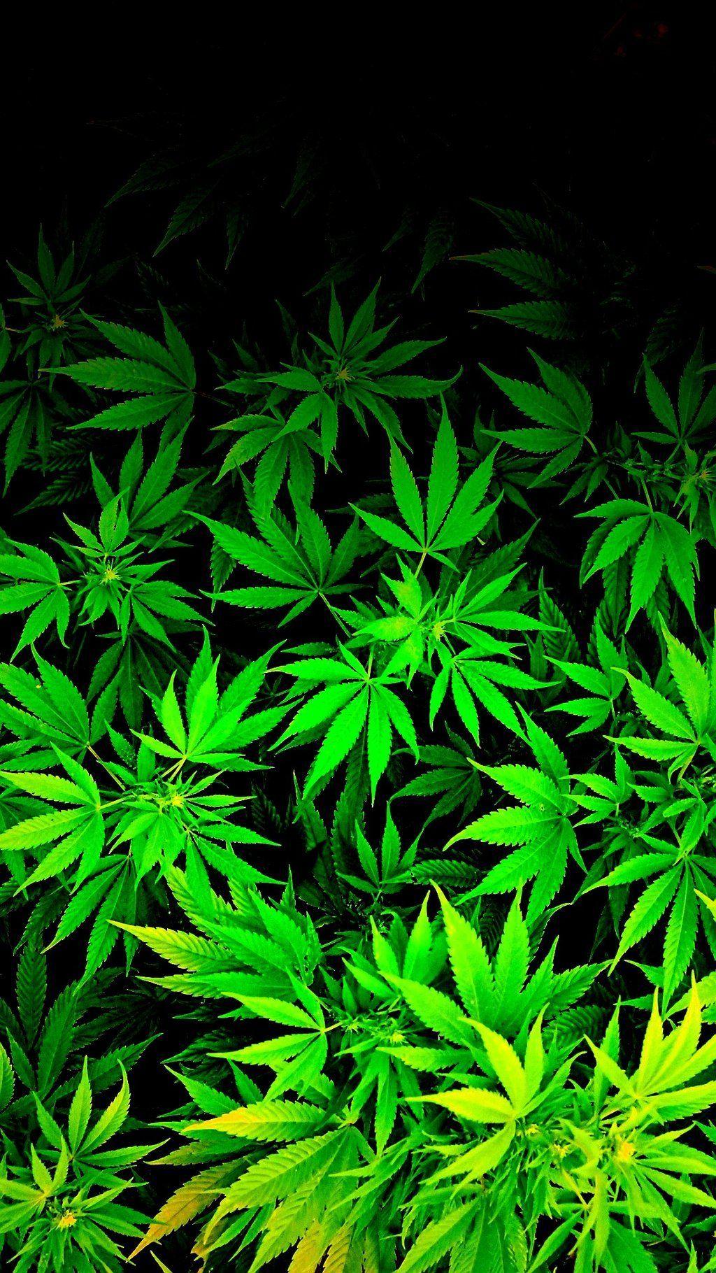 A close up of some marijuana plants - Weed