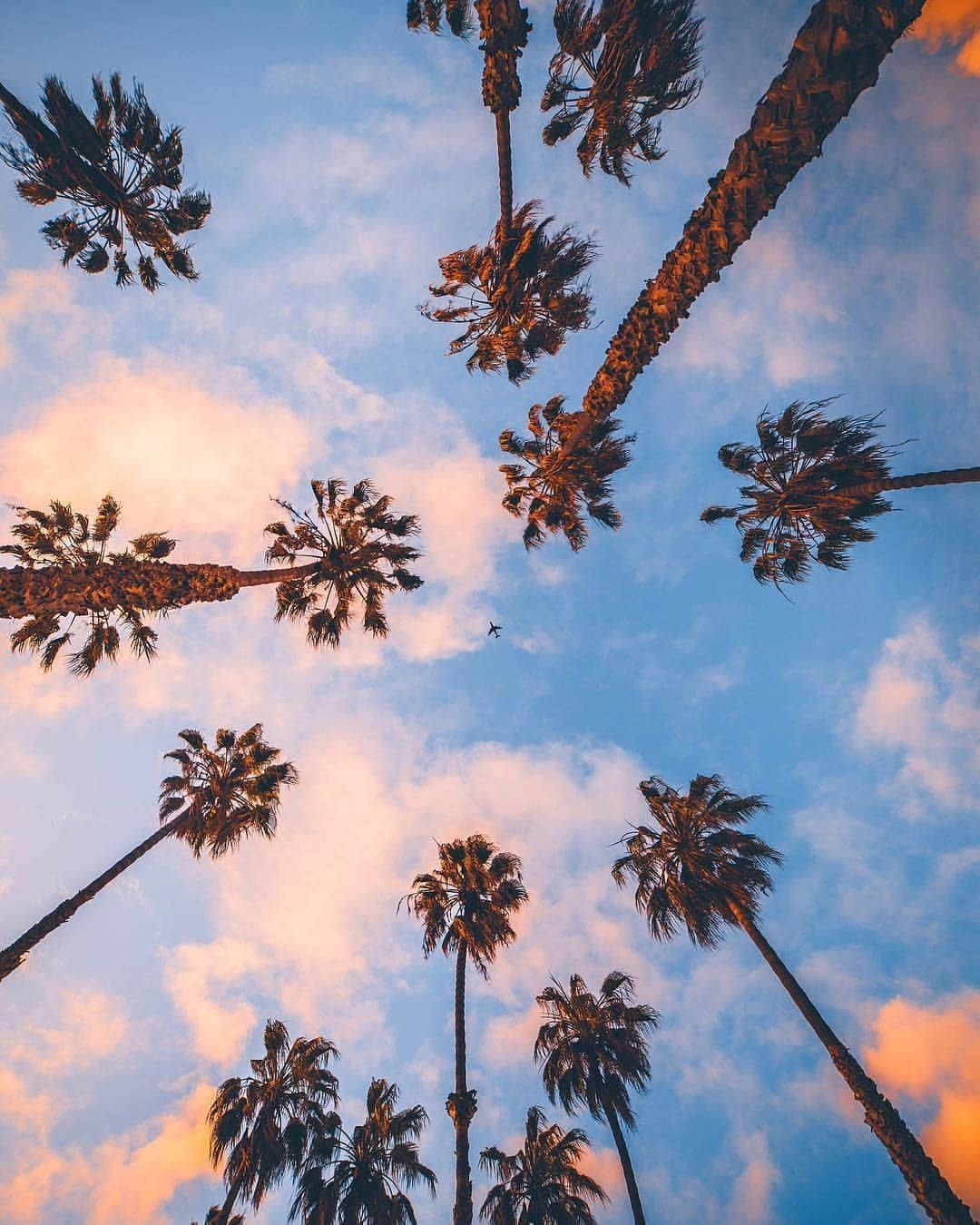 Download iPhone California Palm Trees Low Angle Shot Wallpaper