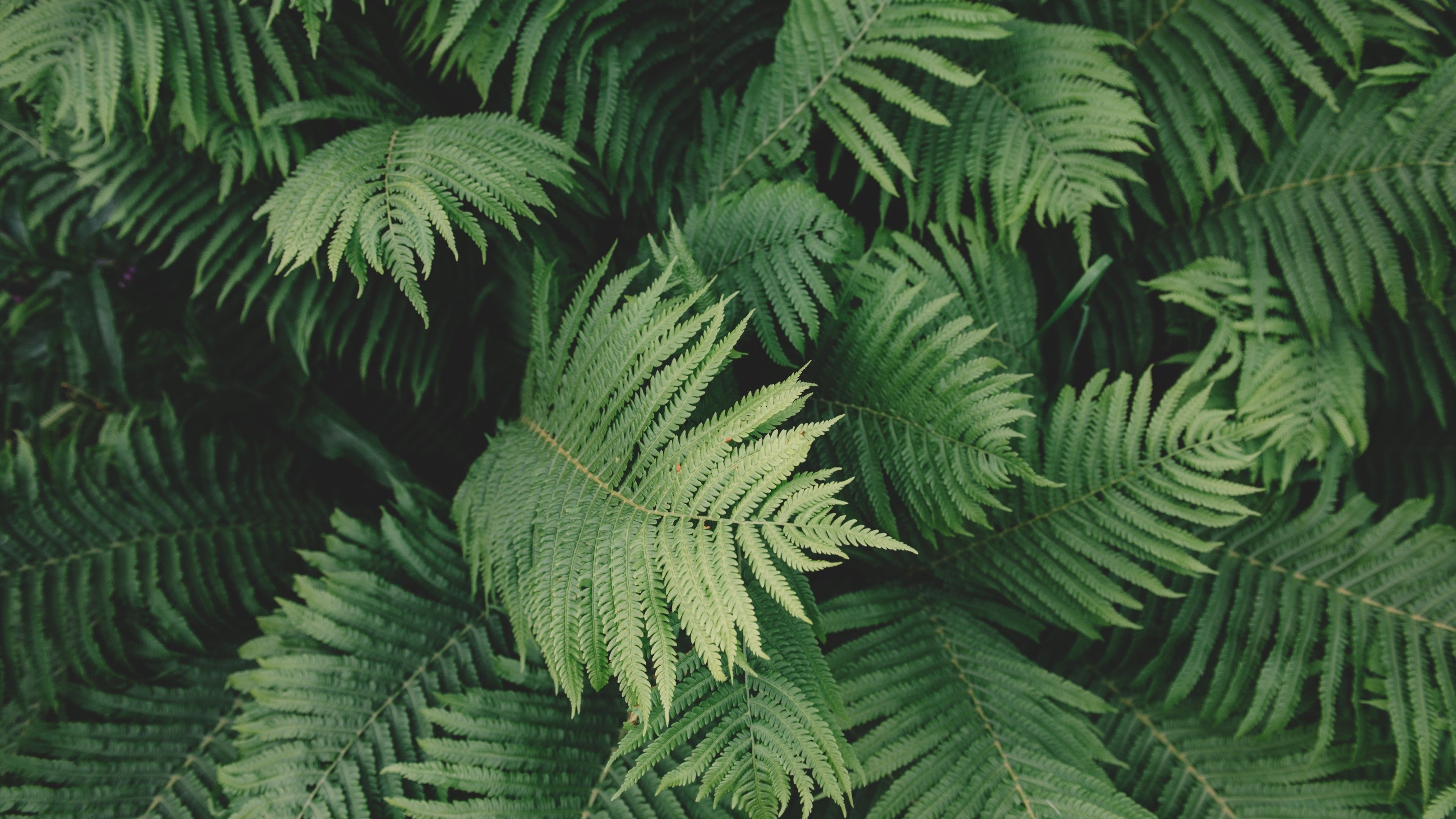 A close up of a fern plant with large green leaves. - Plants, forest