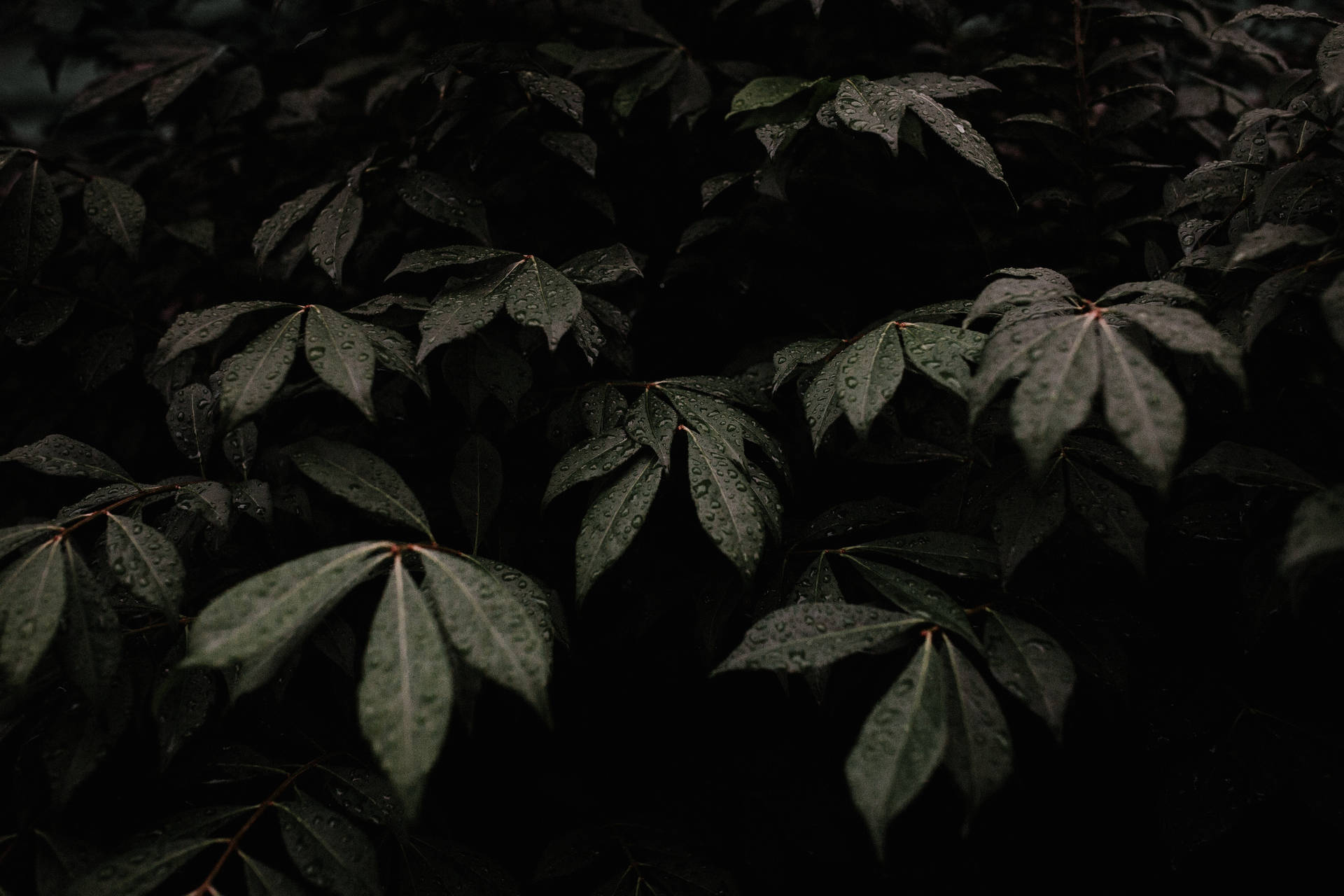 A tree with many leaves in the dark - Plants