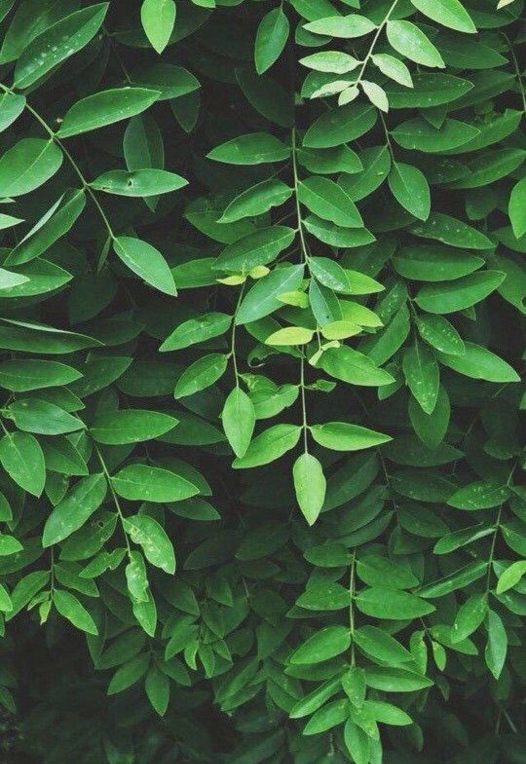 Green Aesthetic. Plant Wallpaper Download