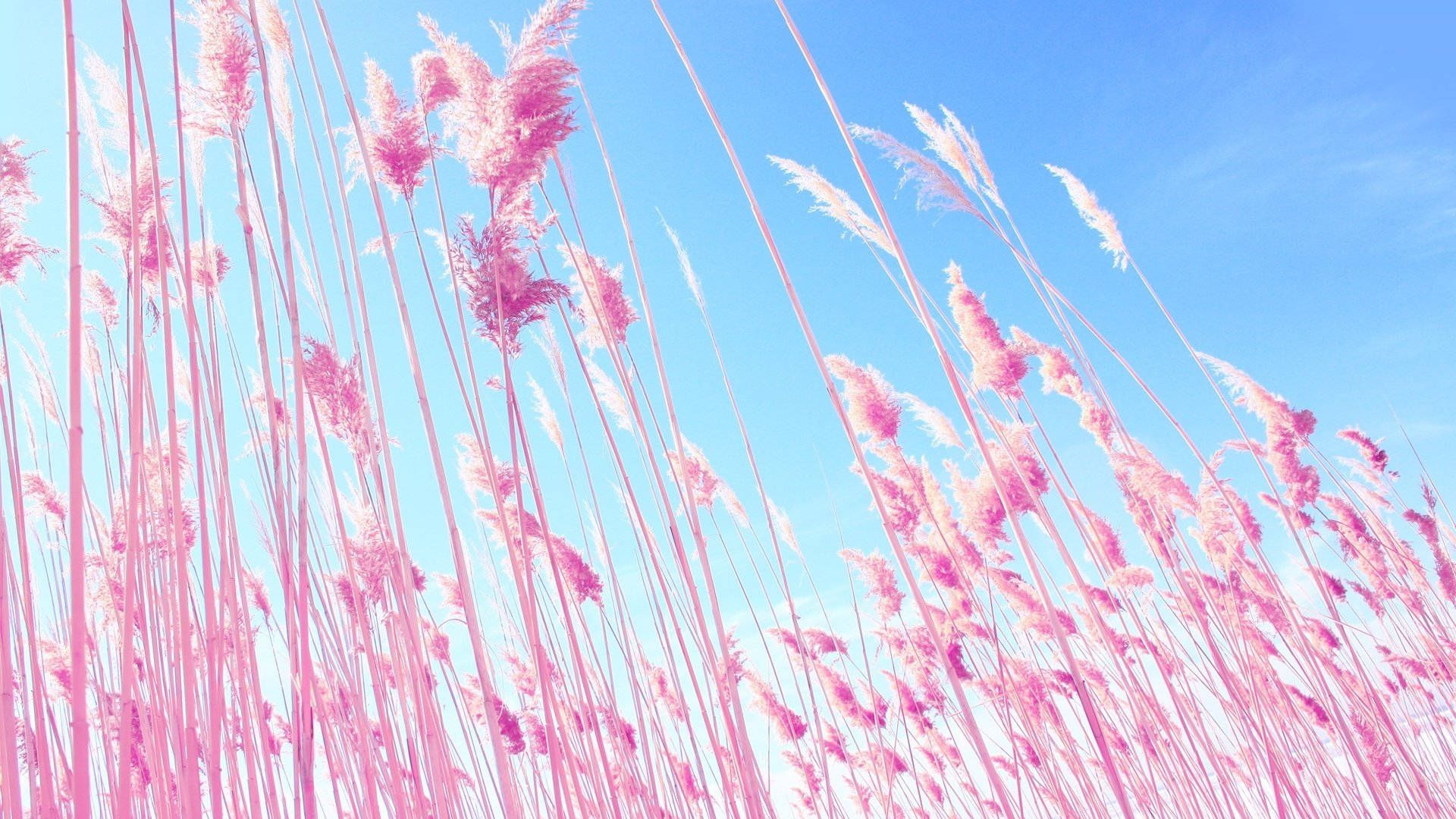 A field of tall pink flowers in the sun - Pastel