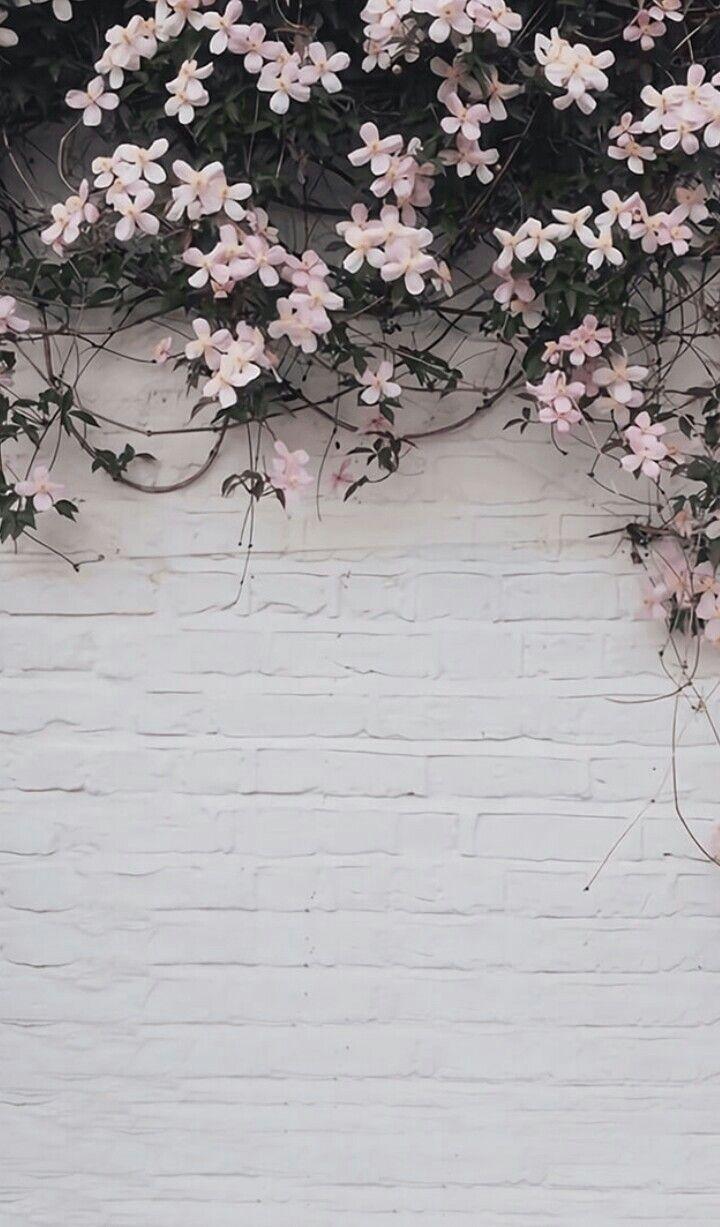 A white brick wall with a climbing plant - Gray, light pink
