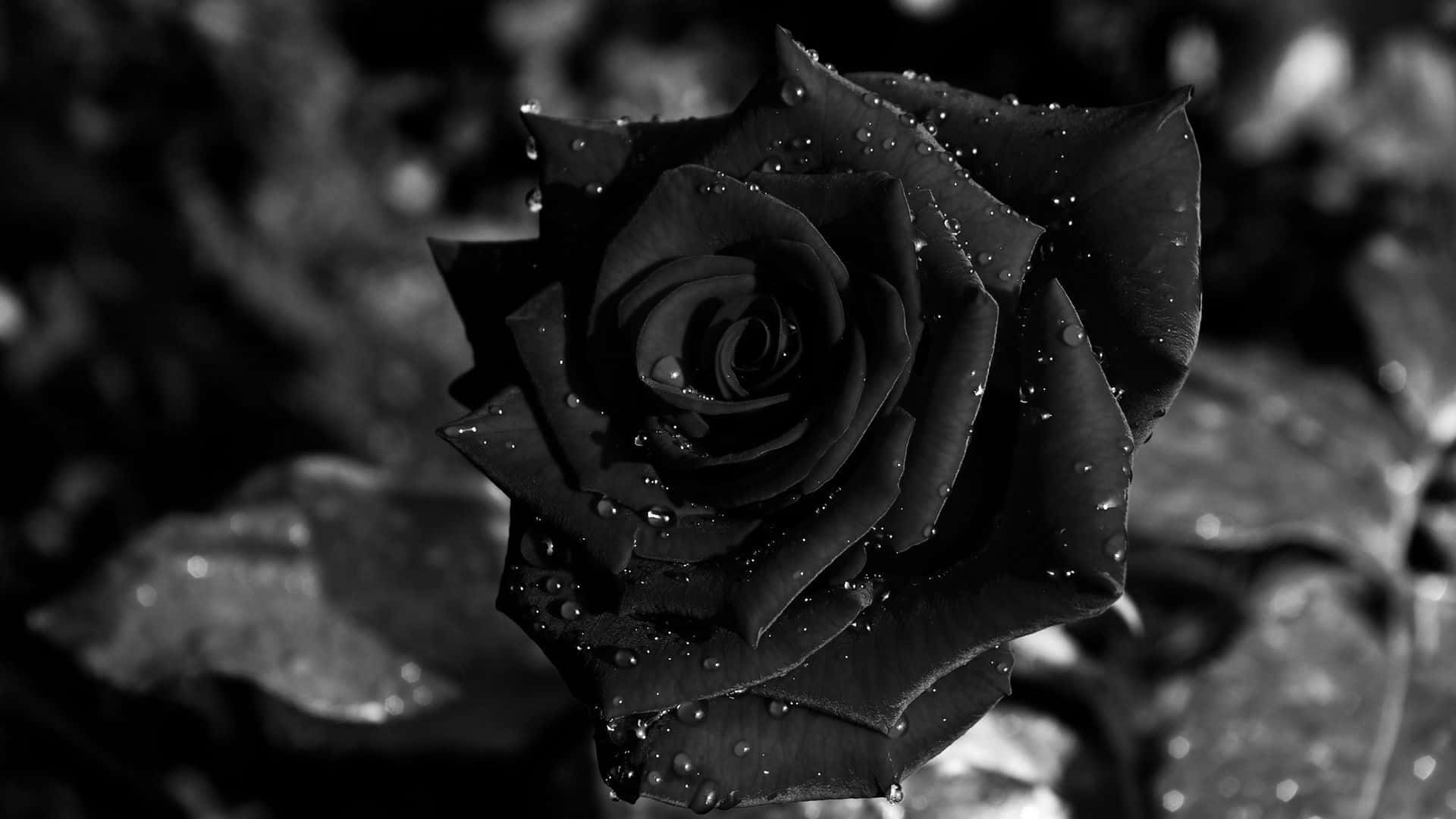 A black rose with water droplets on it - Roses, black rose