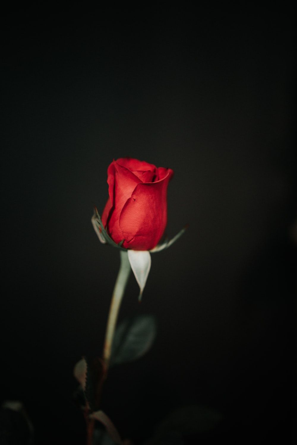 A red rose in a vase - Black rose