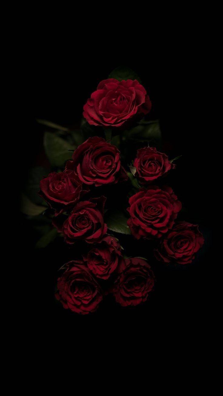 A bouquet of red roses in the dark - Black rose