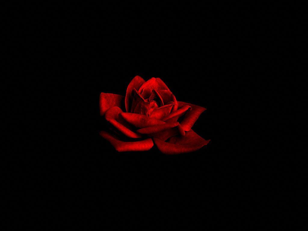 A red rose in the dark - Black rose