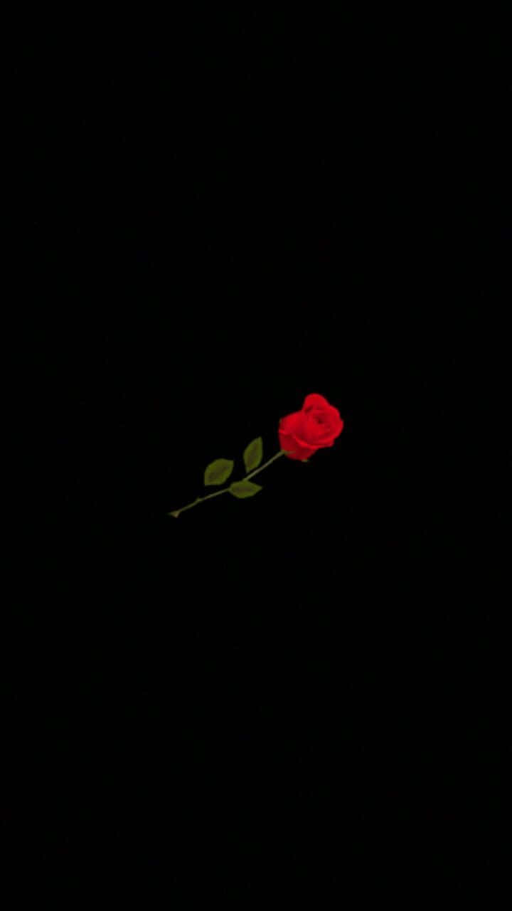 A red rose on a black background - Black rose