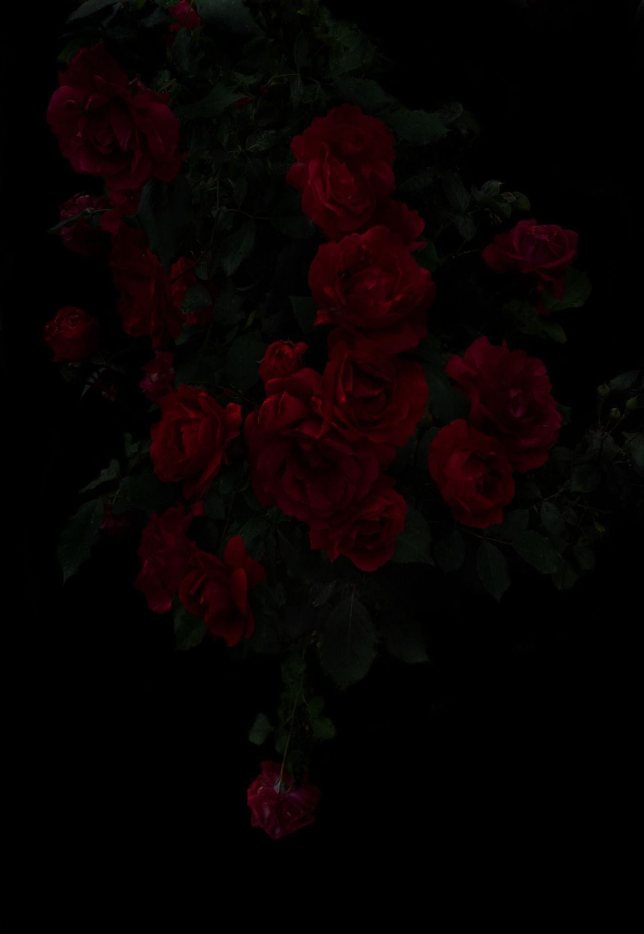 A group of red roses in the dark. - Black rose