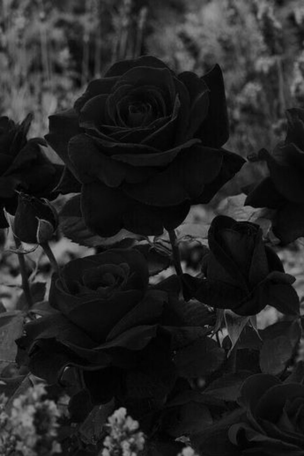 Black roses in a garden. - Black rose