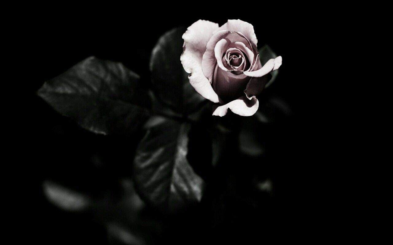 A black and white rose in a vase. - Black rose