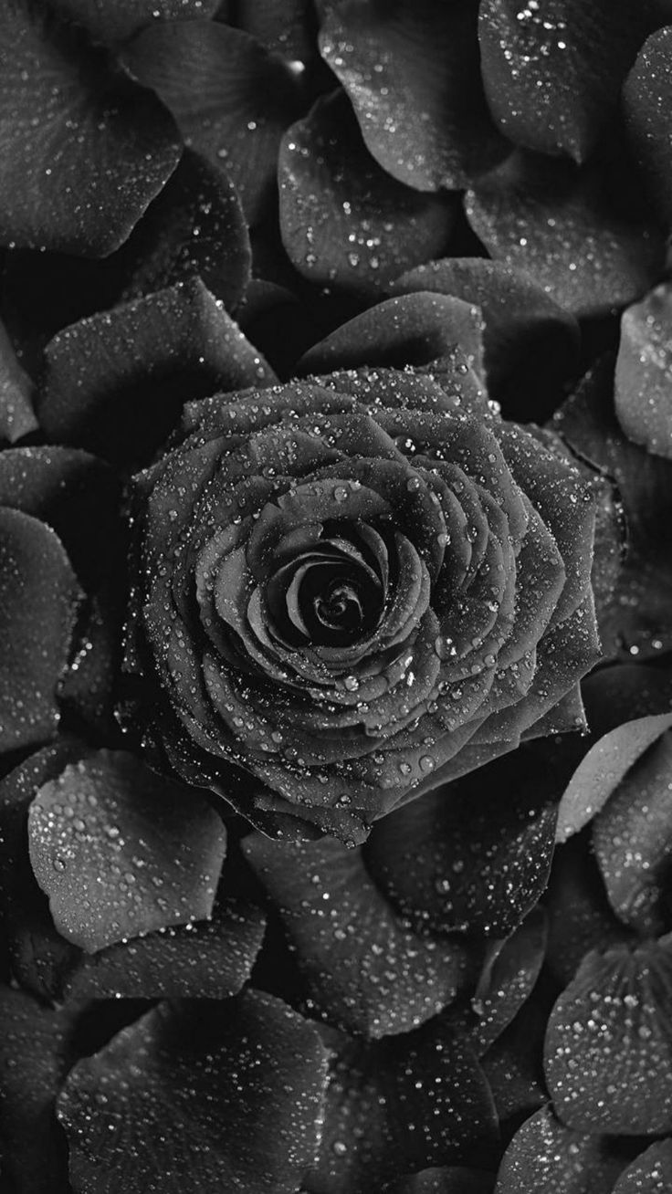 A black rose surrounded by black rose petals with water droplets on them - Black rose