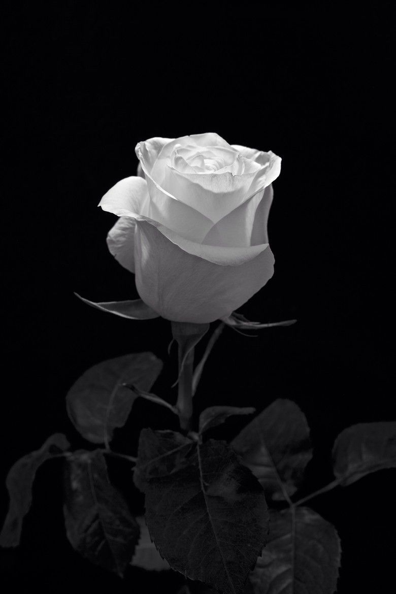 A single white rose is in the center of black background - Black rose