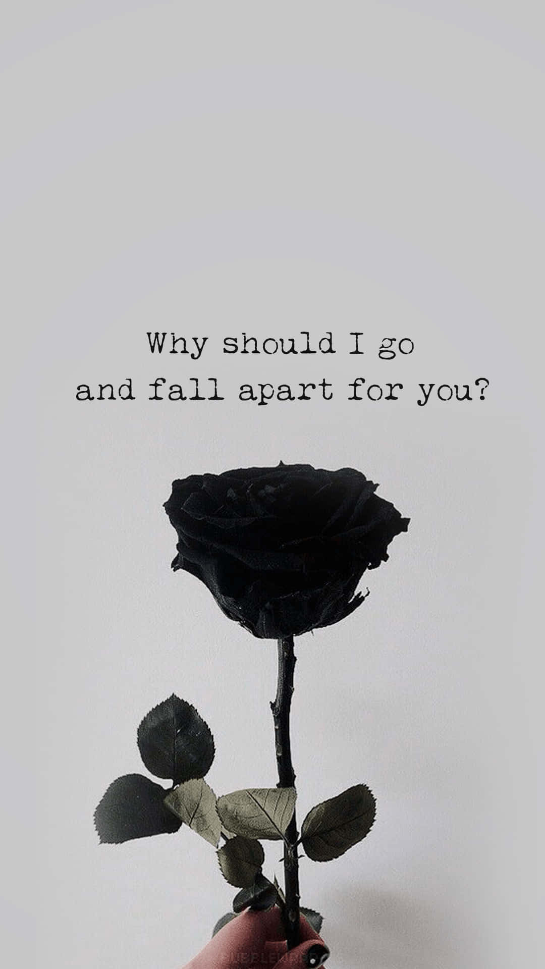 A black rose with the words why should i go and fall apart for you - Black rose