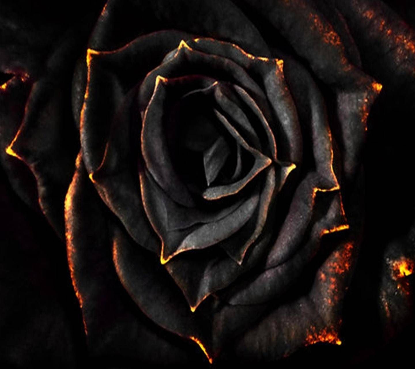 A black rose with yellow and orange petals - Black rose