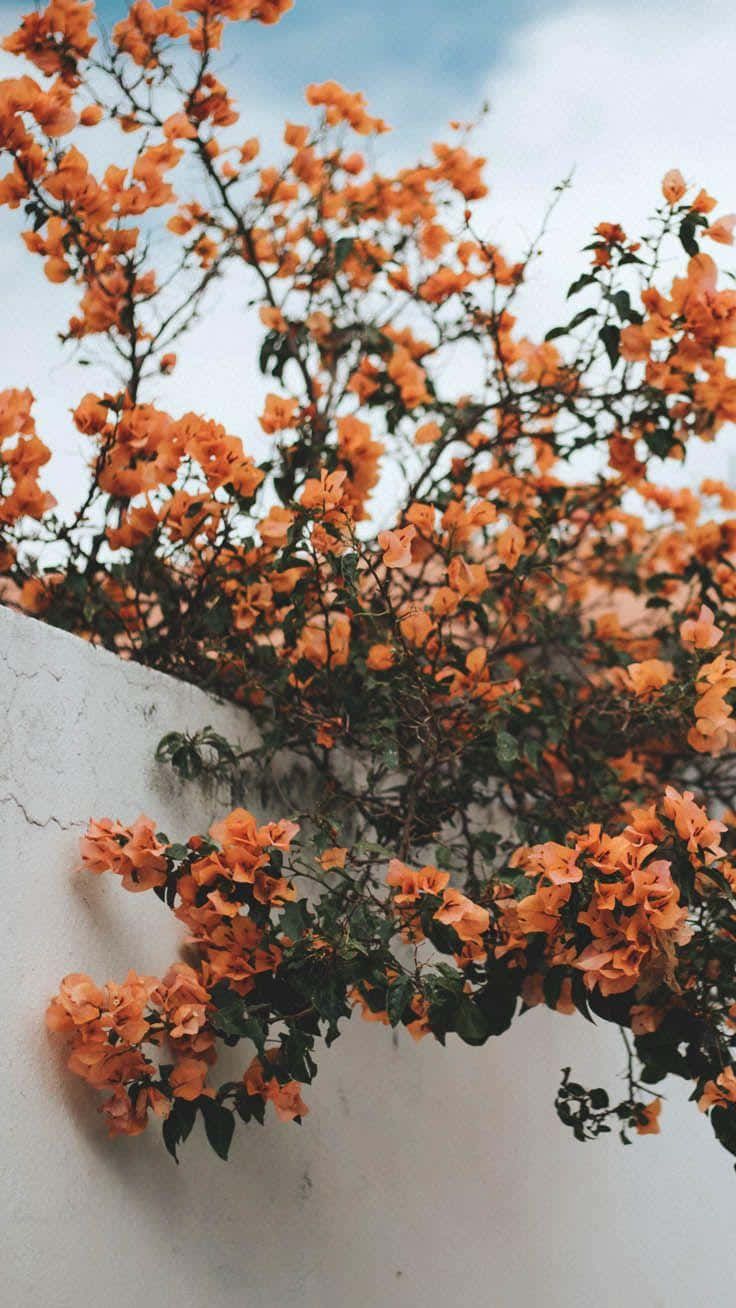Orange flowers against a white wall - Vintage fall