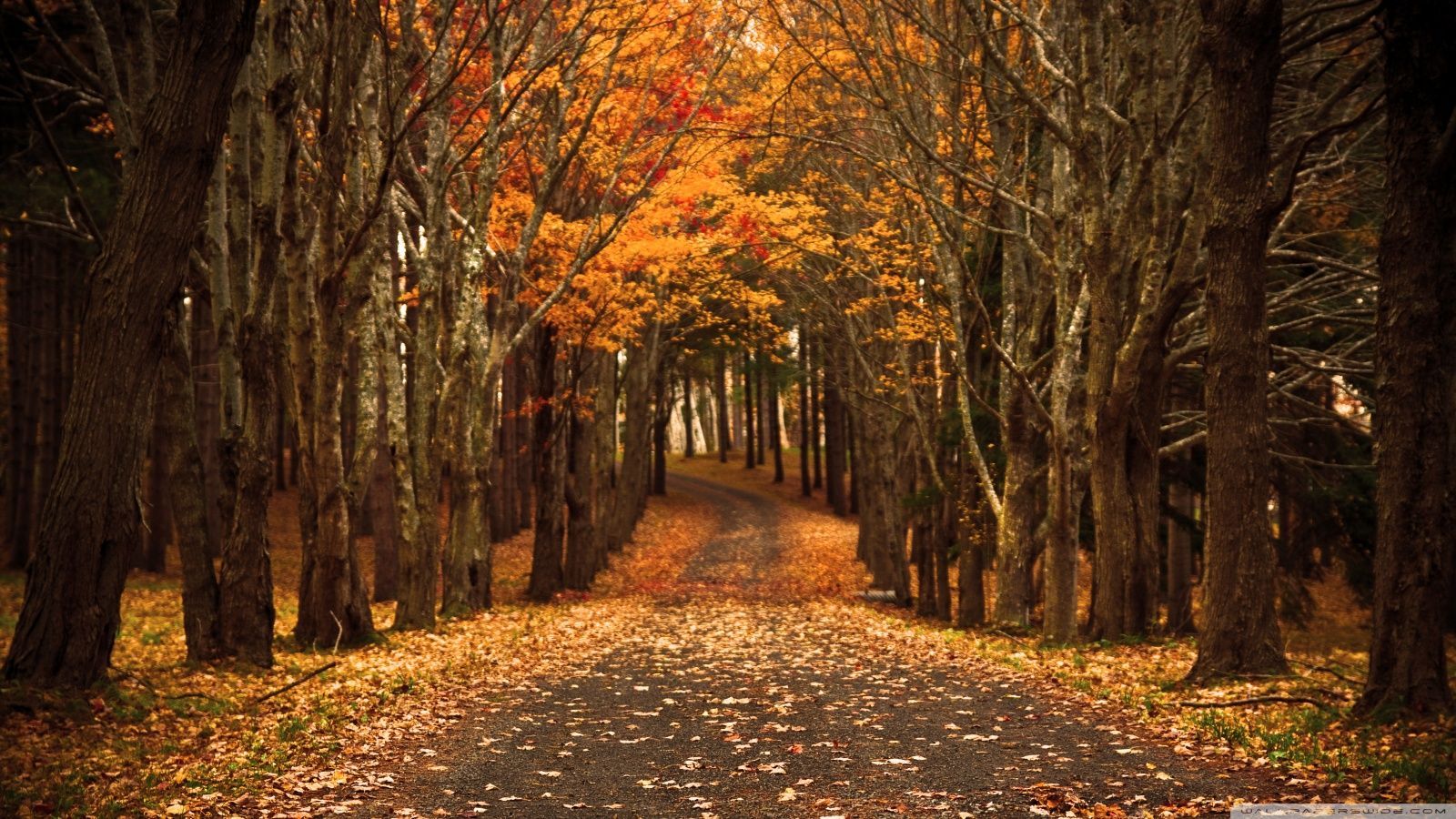 A road with trees and leaves on it - Vintage fall