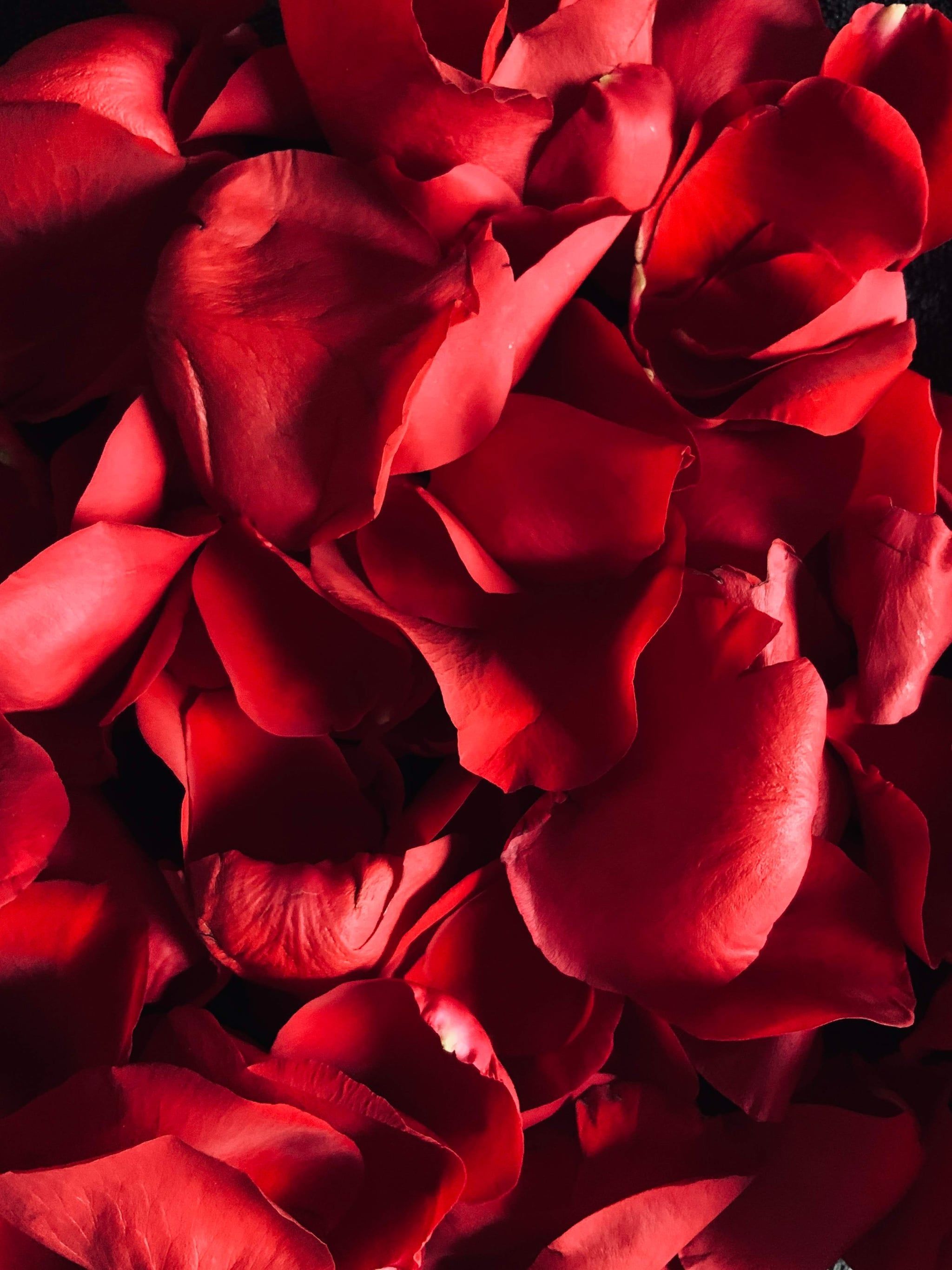 Valentine's Day Wallpaper: Red Rose Petals. The Dreamiest iPhone Wallpaper For Valentine's Day That Fit Any Aesthetic
