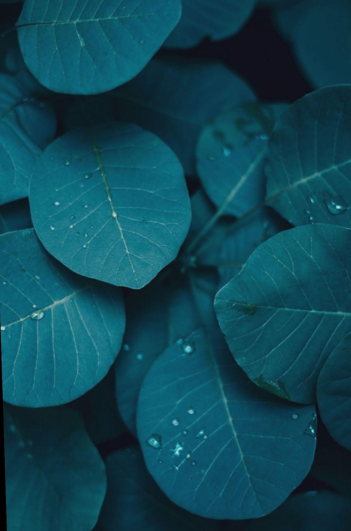 A close up of some green leaves - Turquoise