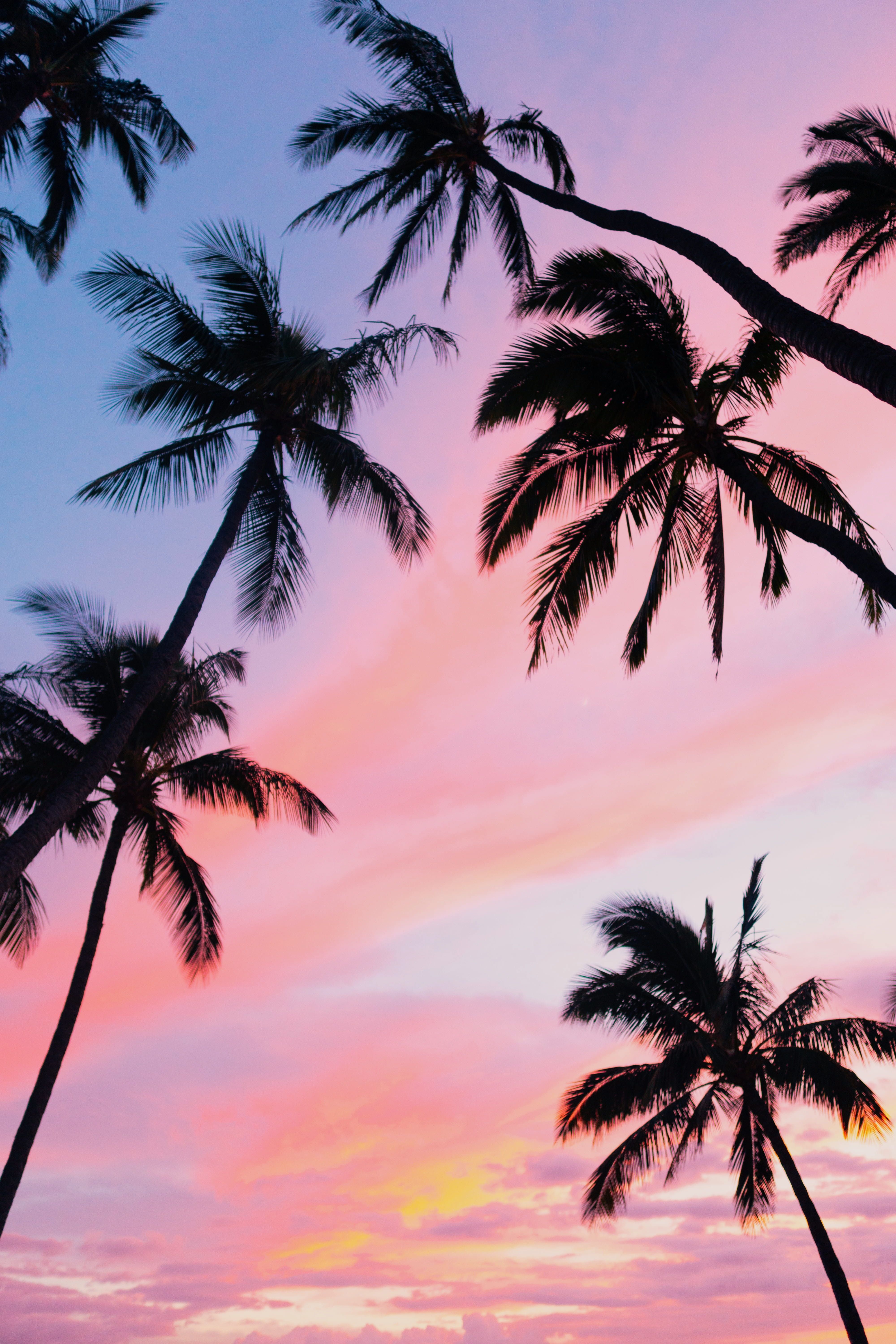 A photo of palm trees in front of a pink and purple sunset - Hawaii, palm tree