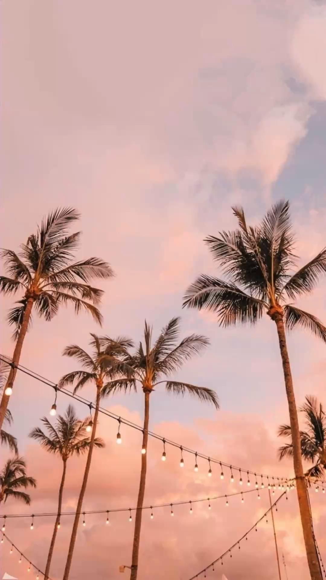 A sunset in hawaii with palm trees - Palm tree, scenery