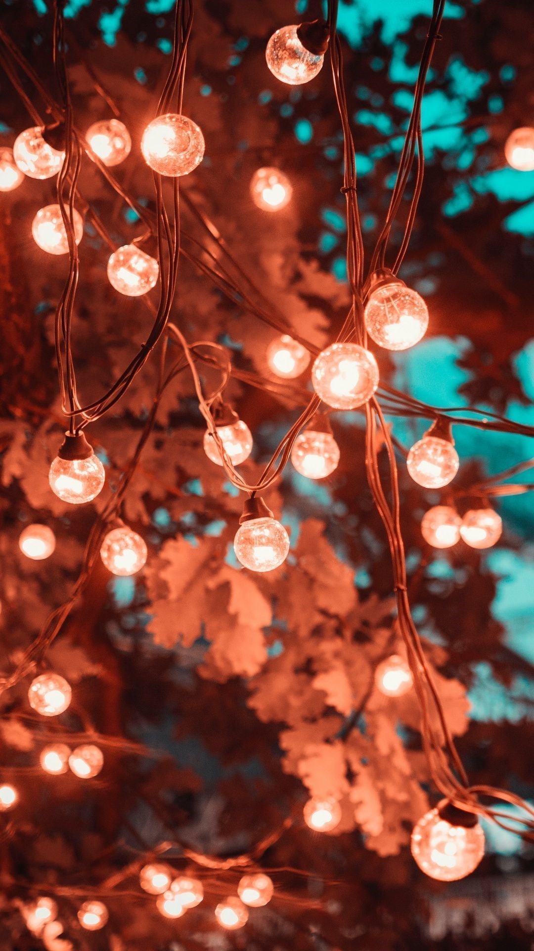A close up of some lights hanging from trees - Profile picture, Christmas lights