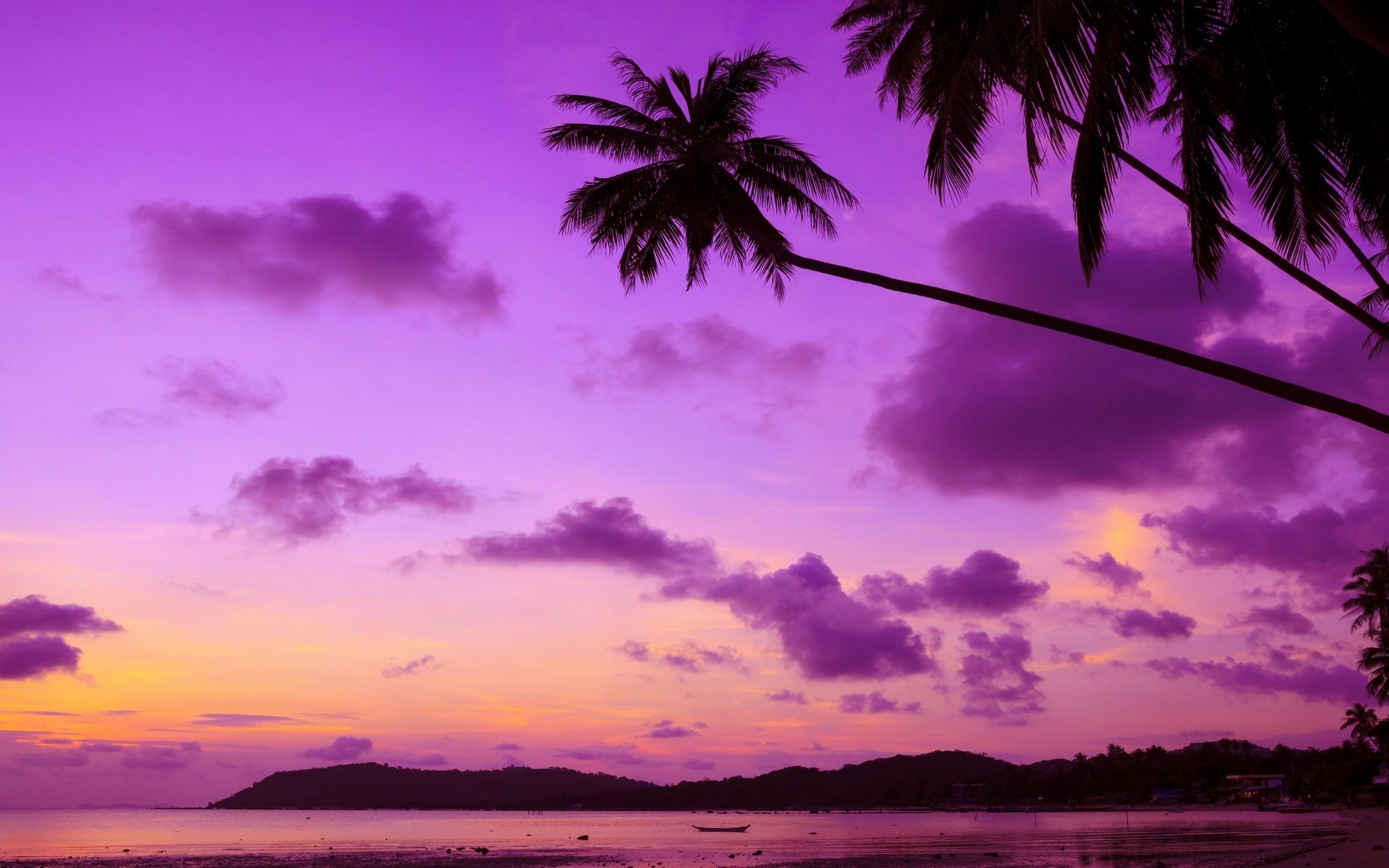 A beautiful purple sunset over a beach with palm trees. - Palm tree, 2560x1600