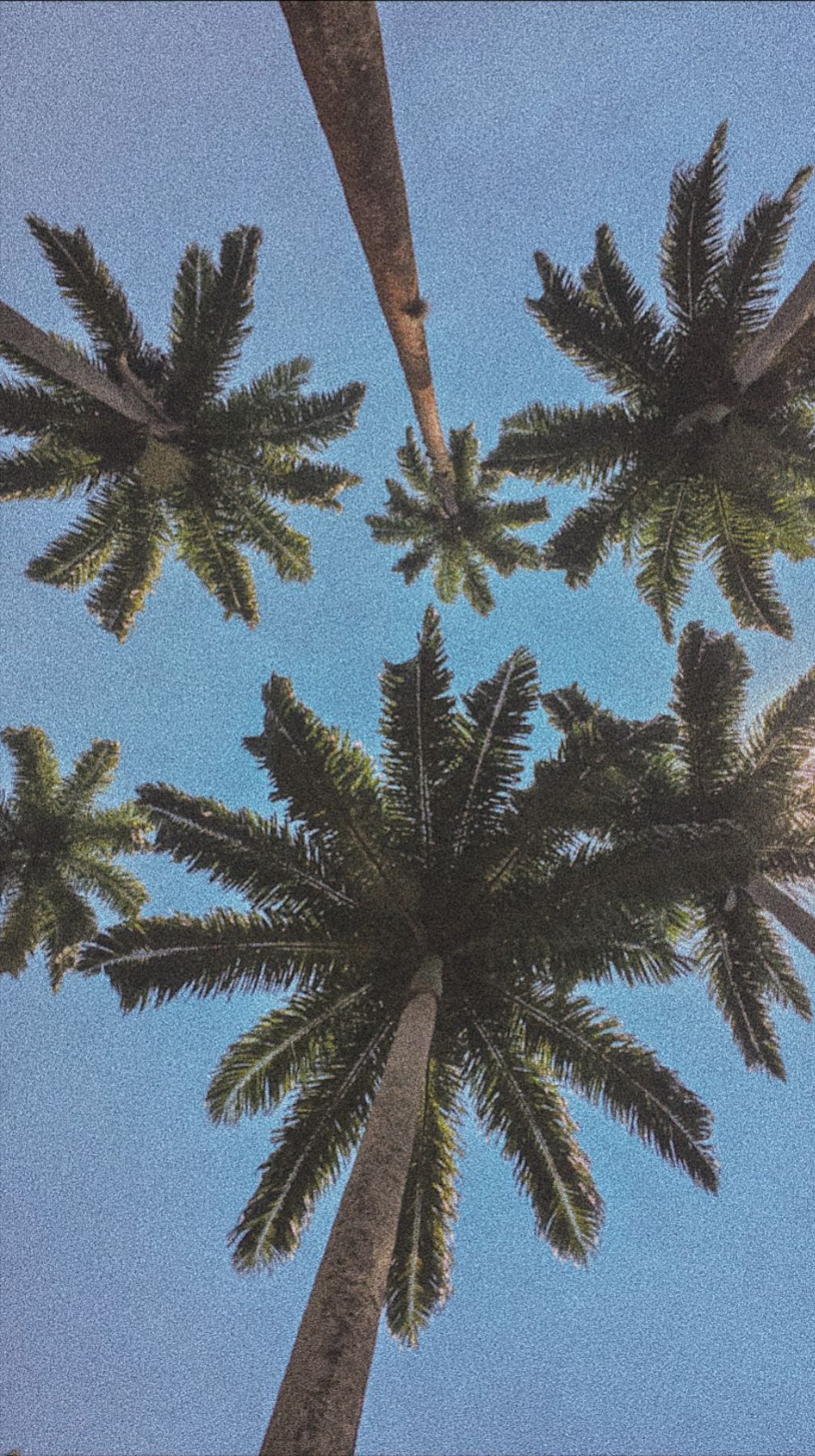 Palm Trees Aesthetic Wallpaper