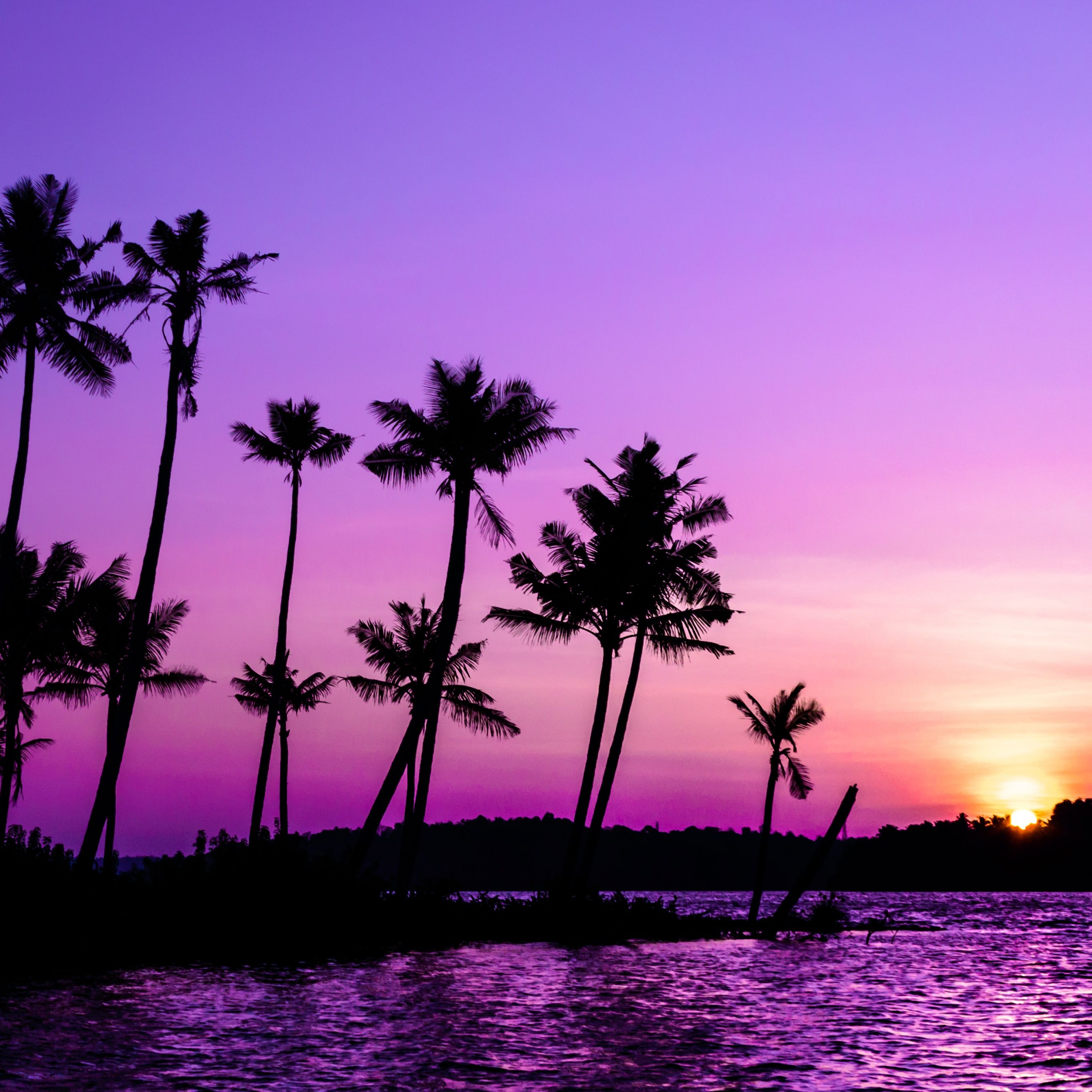 Purple Sunrise Wallpaper 4K, Clear sky, Palm trees, Nature