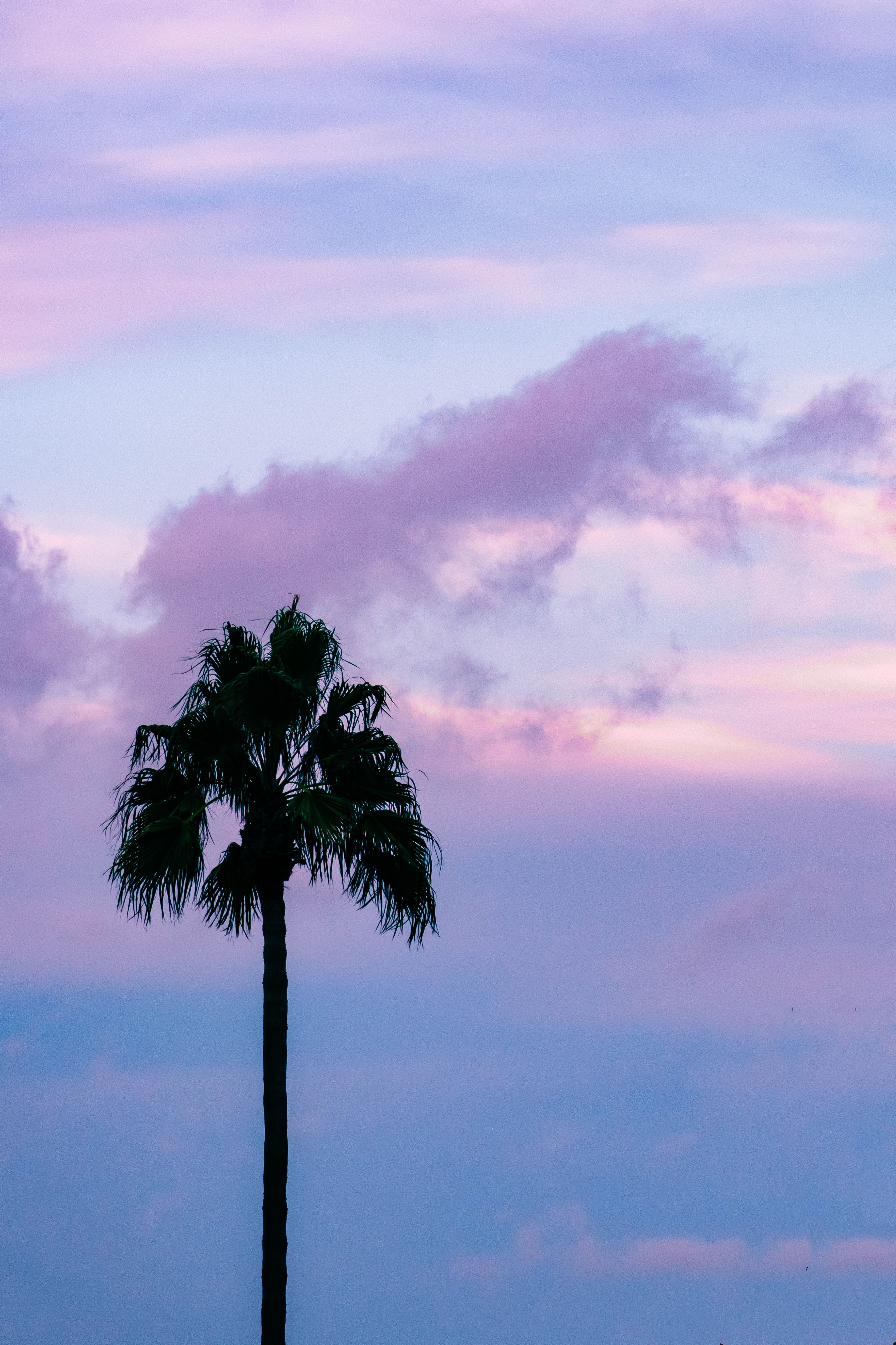 A palm tree stands in front of a blue and purple sky. - Palm tree