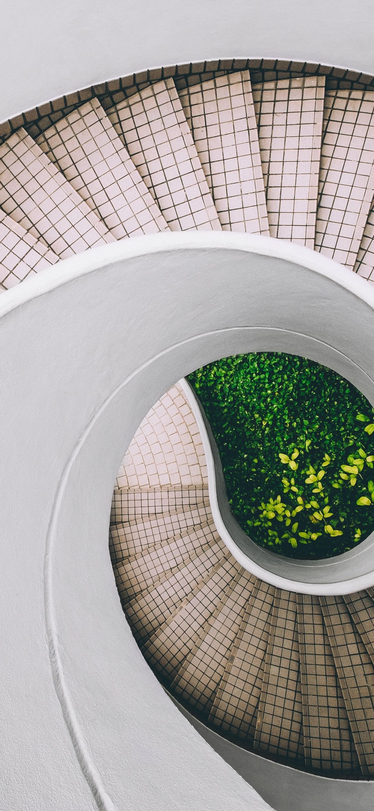 A circular staircase with a green bush in the middle - Architecture