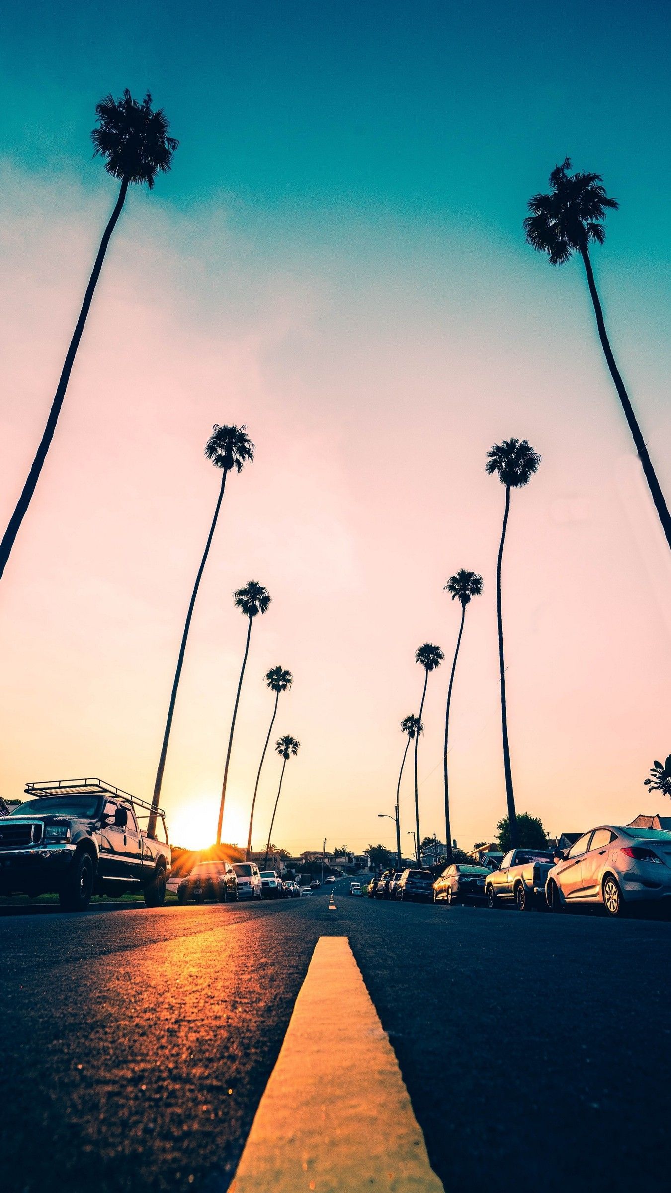 A city street lined with palm trees during a sunset - Palm tree