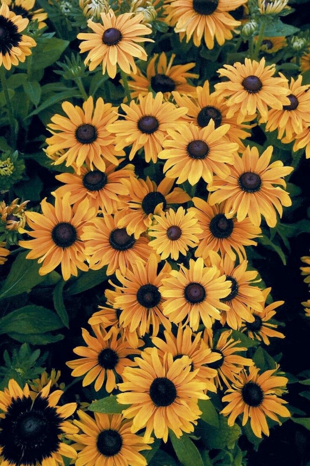 Yellow Aesthetic Sunflowers HD Wallpaper (Desktop Background / Android / iPhone) (1080p, 4k) (1080x1620)